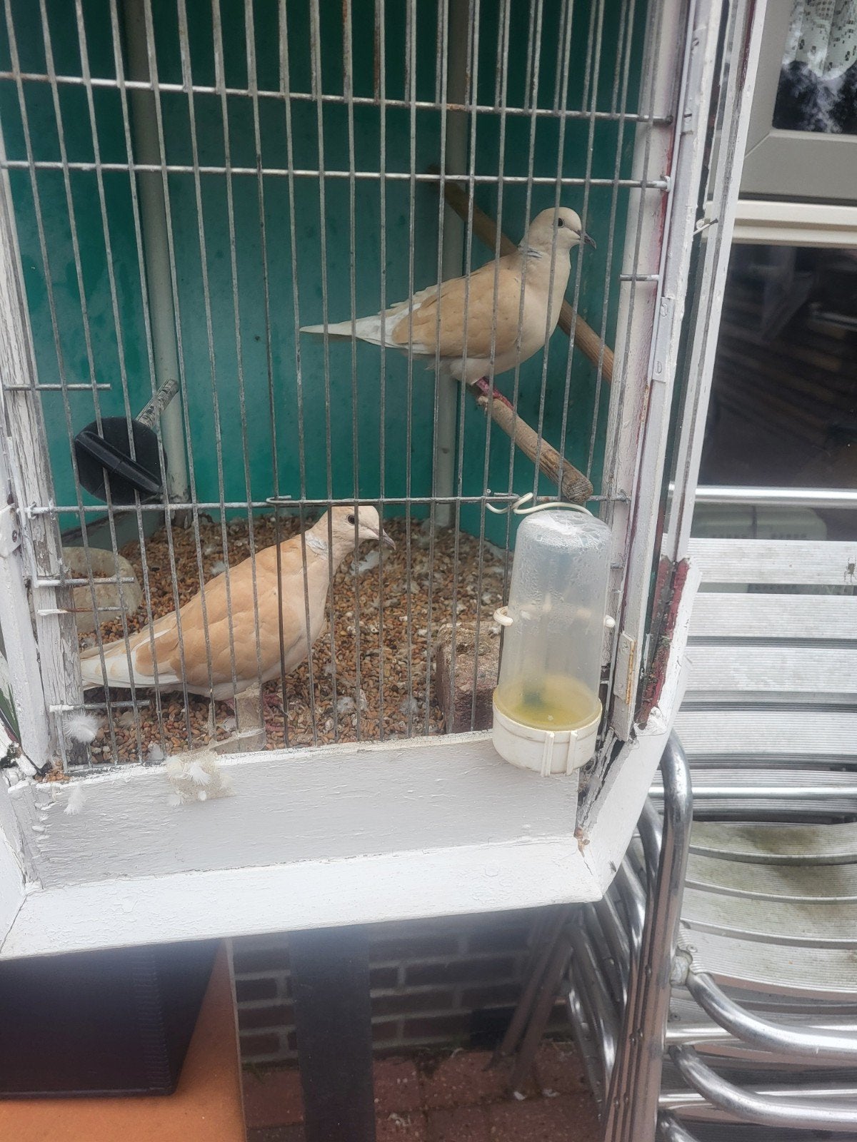 1stel tortelduifjes  2 keer jongen  ge at, Dieren en Toebehoren, Meerdere dieren, Postduif