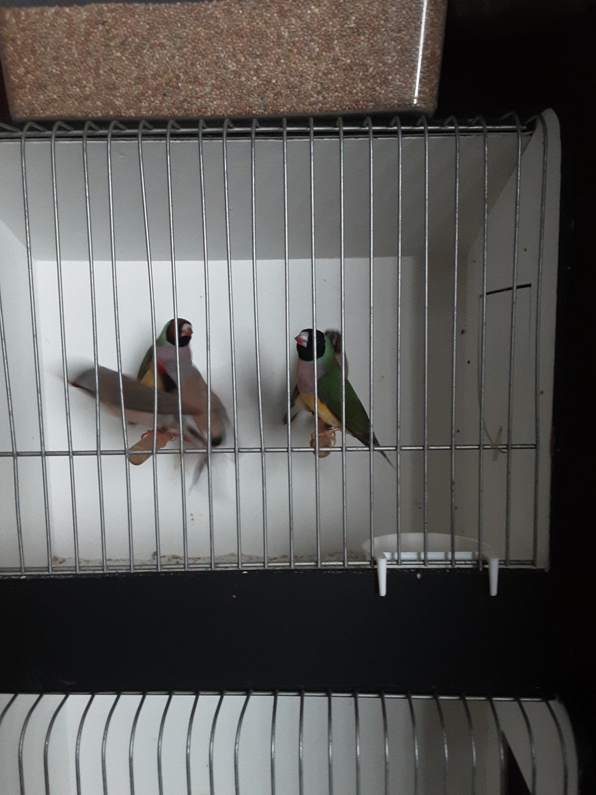 Door gezondheidsredenen moet ik stoppen met mijn hobby., Dieren en Toebehoren, Vogels | Overige Vogels, Vrouwelijk