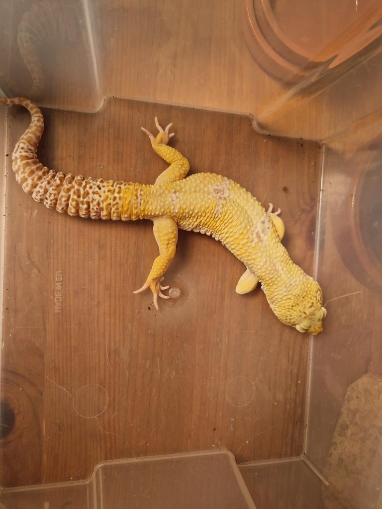 Eublepharis macularius Leopard Gecko - unknown for sale from hofman