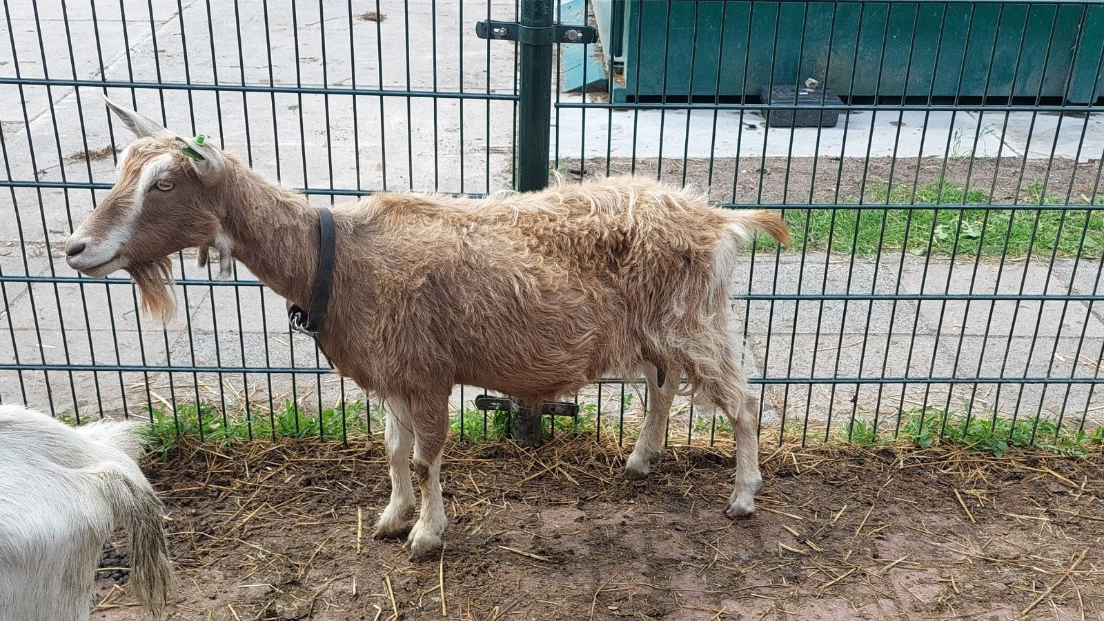 Te koop: 2 Toggenburgers, Dieren en Toebehoren, Meerdere dieren