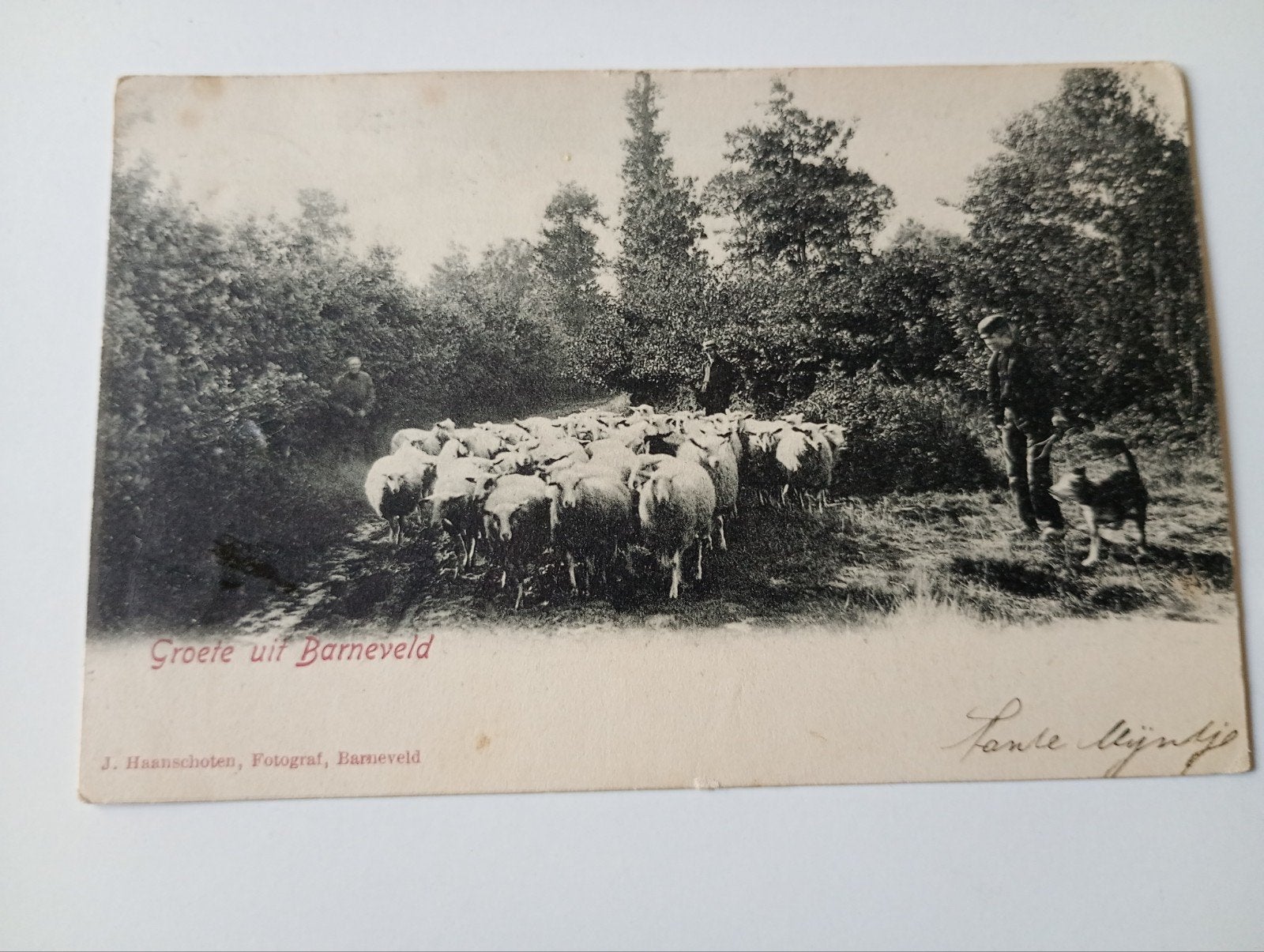 Barneveld Schaapsherder met Kudde Schapen, Ophalen of Verzenden, Voor 1920, Gelopen, Gelderland