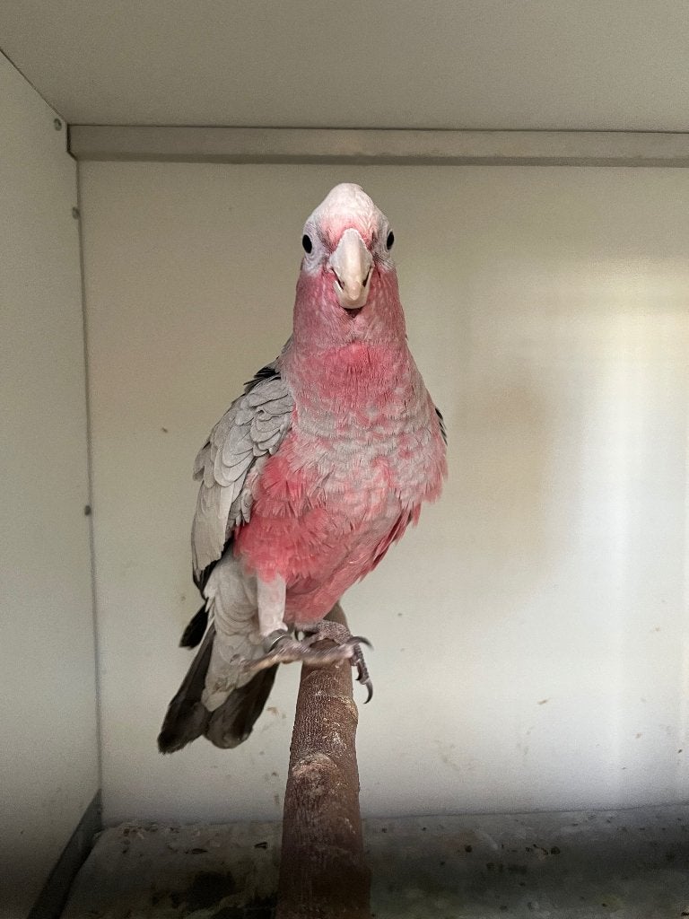 Rose kaketoe, Dieren en Toebehoren, Vogels | Parkieten en Papegaaien, Mannelijk, Papegaai, Tam