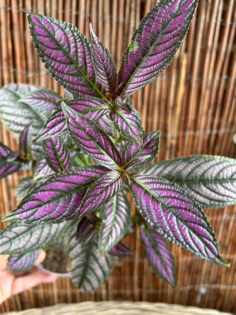 Strobilanthes dyeriana 'Perzisch Schild'🪴, Huis en Inrichting, Kamerplanten, In pot, Minder dan 100 cm, Bloeiende kamerplant