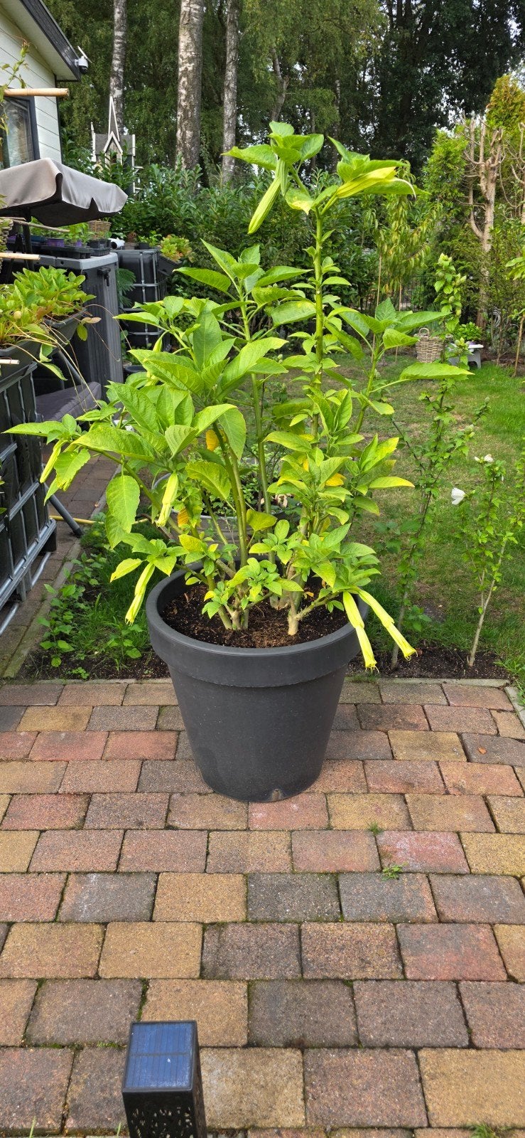 Prachtige Brugmansia (Engelentrompet) planten, Tuin en Terras, Volle zon, Vaste plant, Zomer, Ophalen