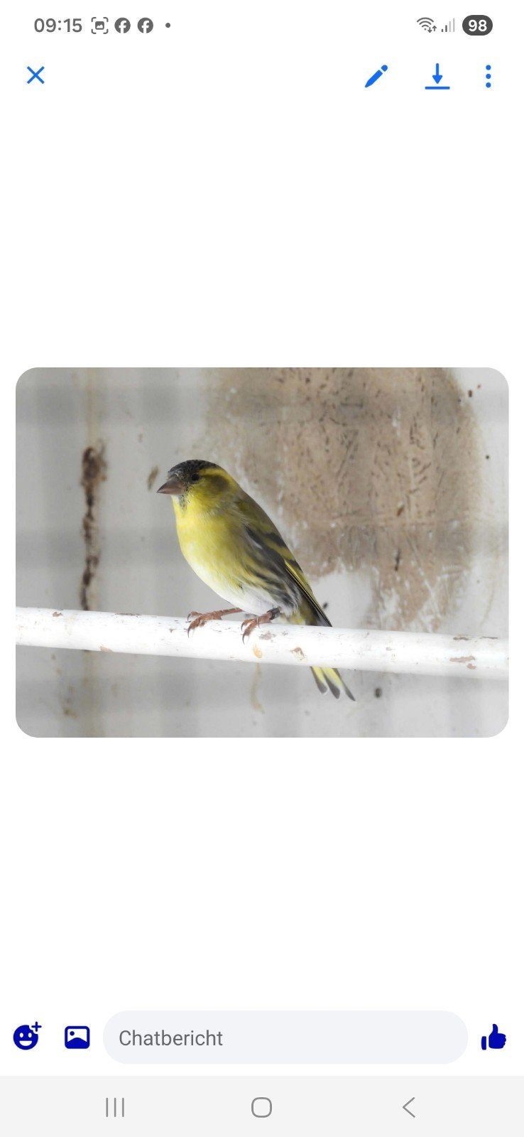 elzensijsen, Meerdere dieren, Wildzangvogel, Geringd