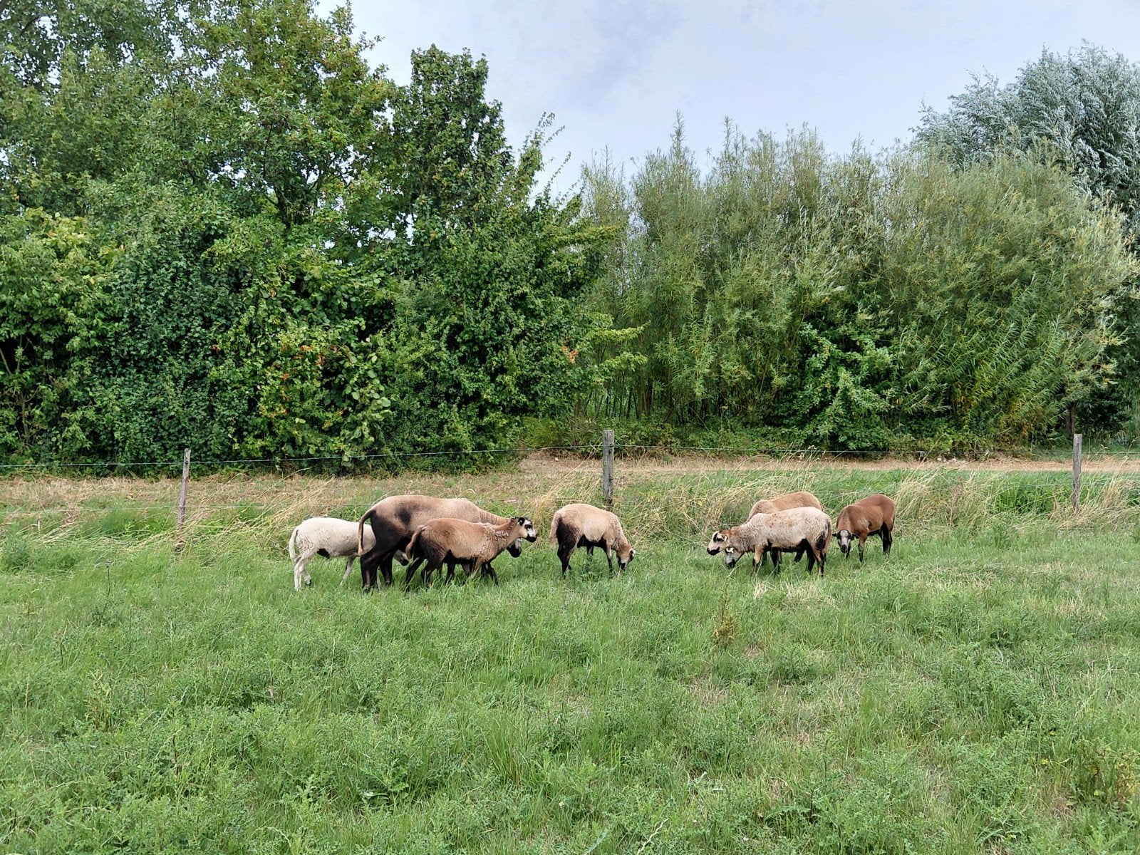 7 maasduinen dekrammen 2026, Mannelijk, Schaap, 0 tot 2 jaar
