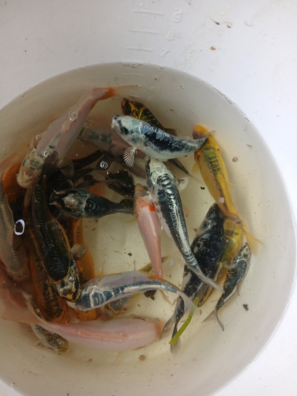 koi karper, Karper of Koi
