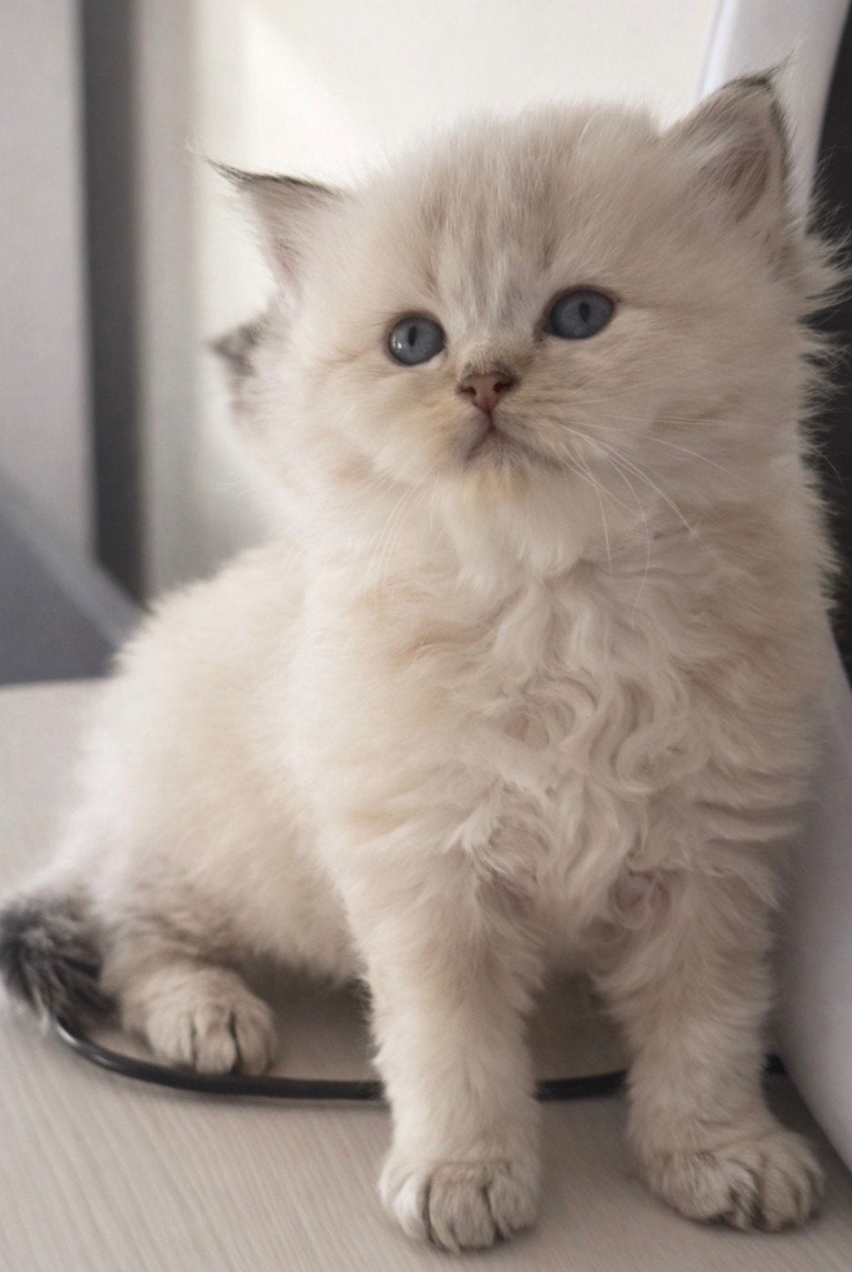 Kittens, Ontwormd