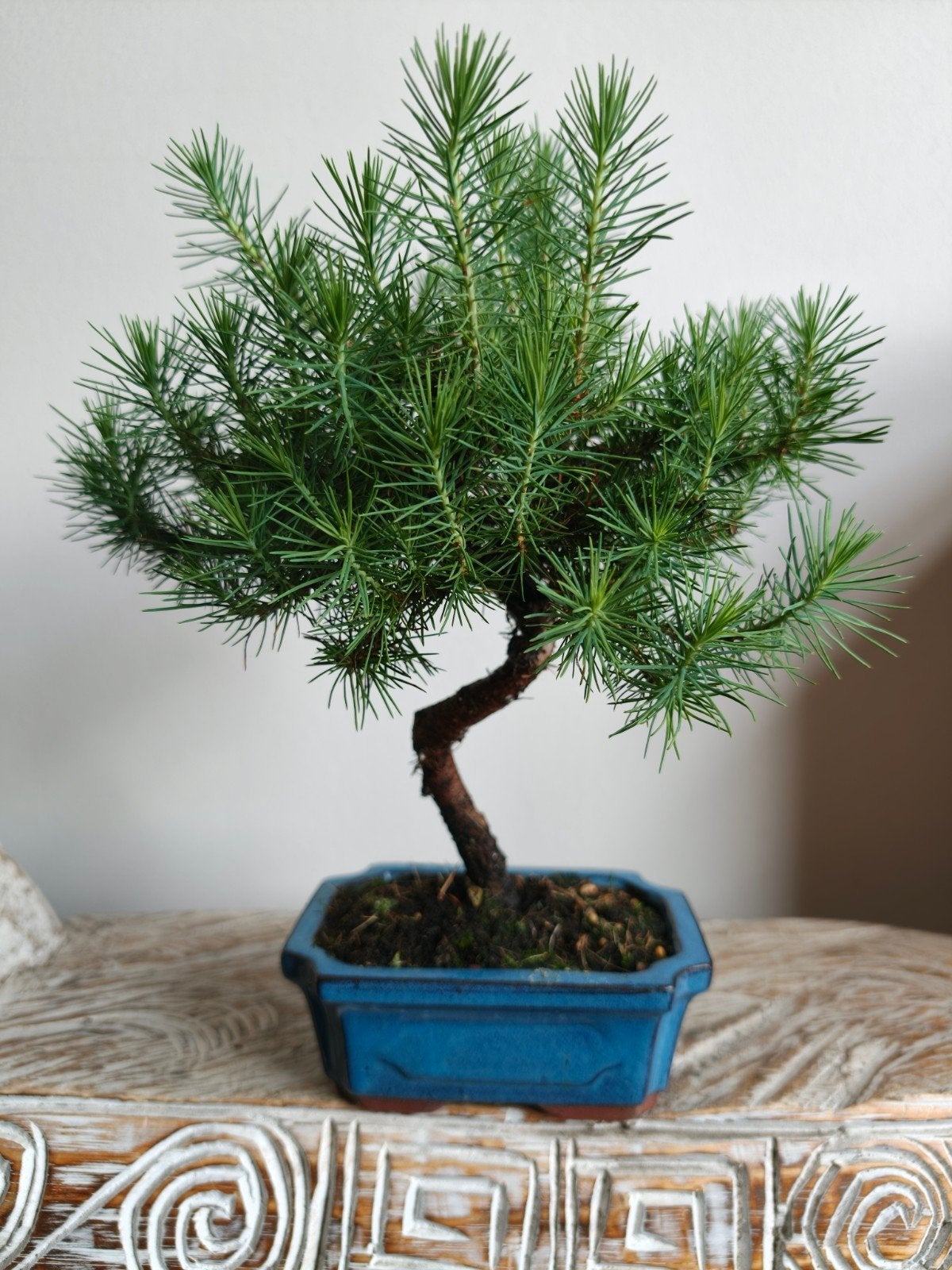 Pinus Halepensis bonsai, Tuin en Terras, Planten | Bomen, Bloeit niet, Halfschaduw, Minder dan 100 cm, Overige soorten