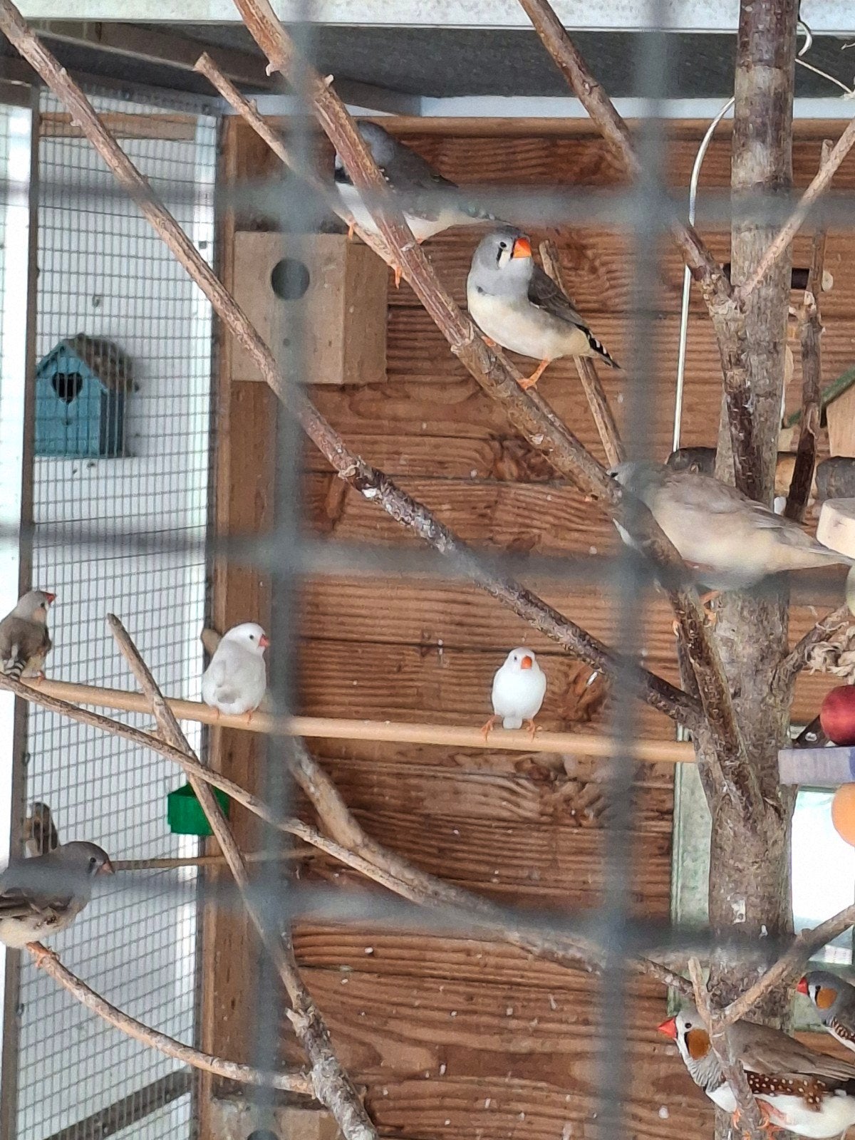 Verschillende zebravinken, Dieren en Toebehoren, Vogels | Overige Vogels, Meerdere dieren