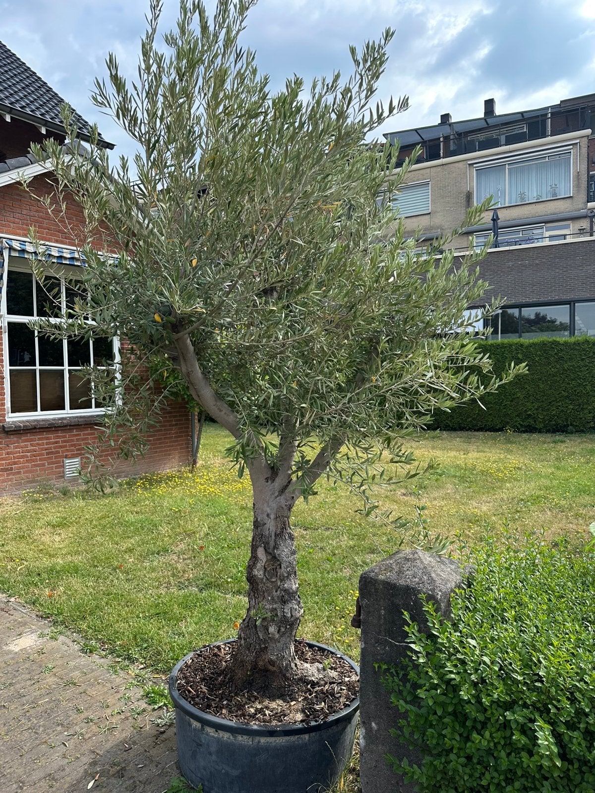 Vertakte olijfbomen. AANBIEDING, Tuin en Terras, Ophalen