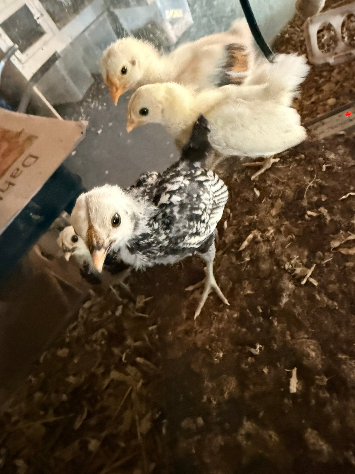 Sebright kuikens, Dieren en Toebehoren, Pluimvee, Meerdere dieren, Kip