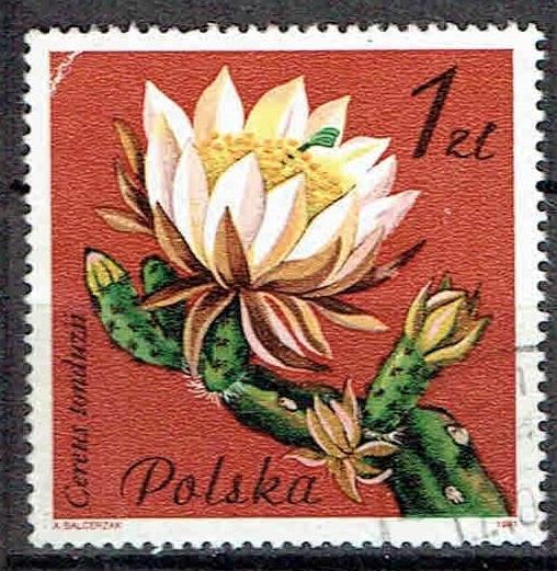 Polen 1981  Cactus Bloemen, Verzenden, Gestempeld, Dier of Natuur
