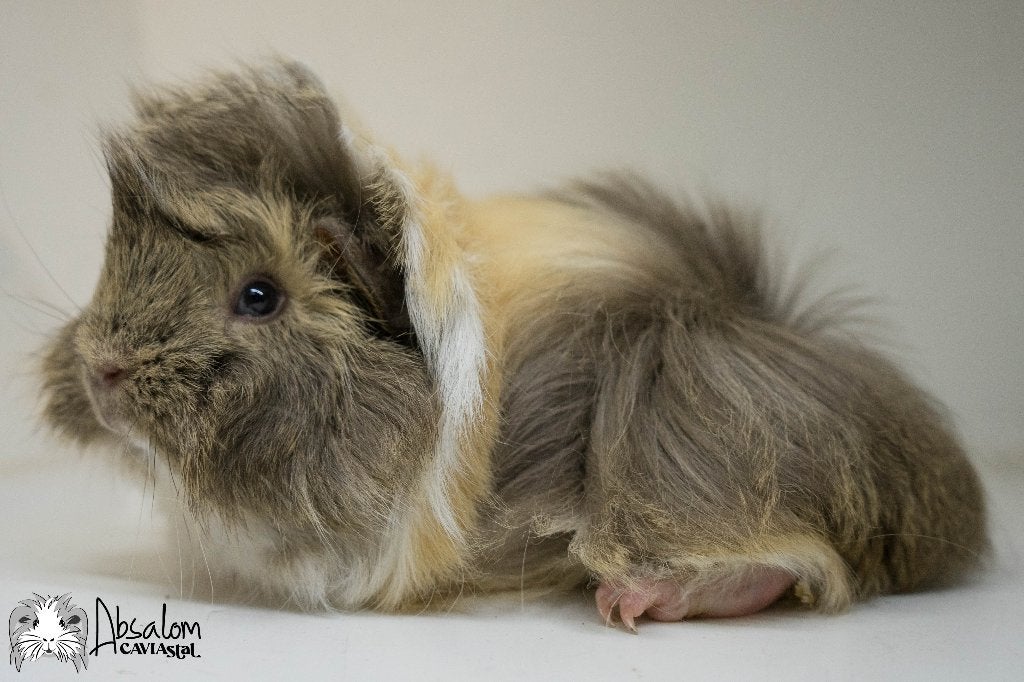Creme agouti creme witte peruvian cavia, Cavia, Mannelijk, Mei, Tam