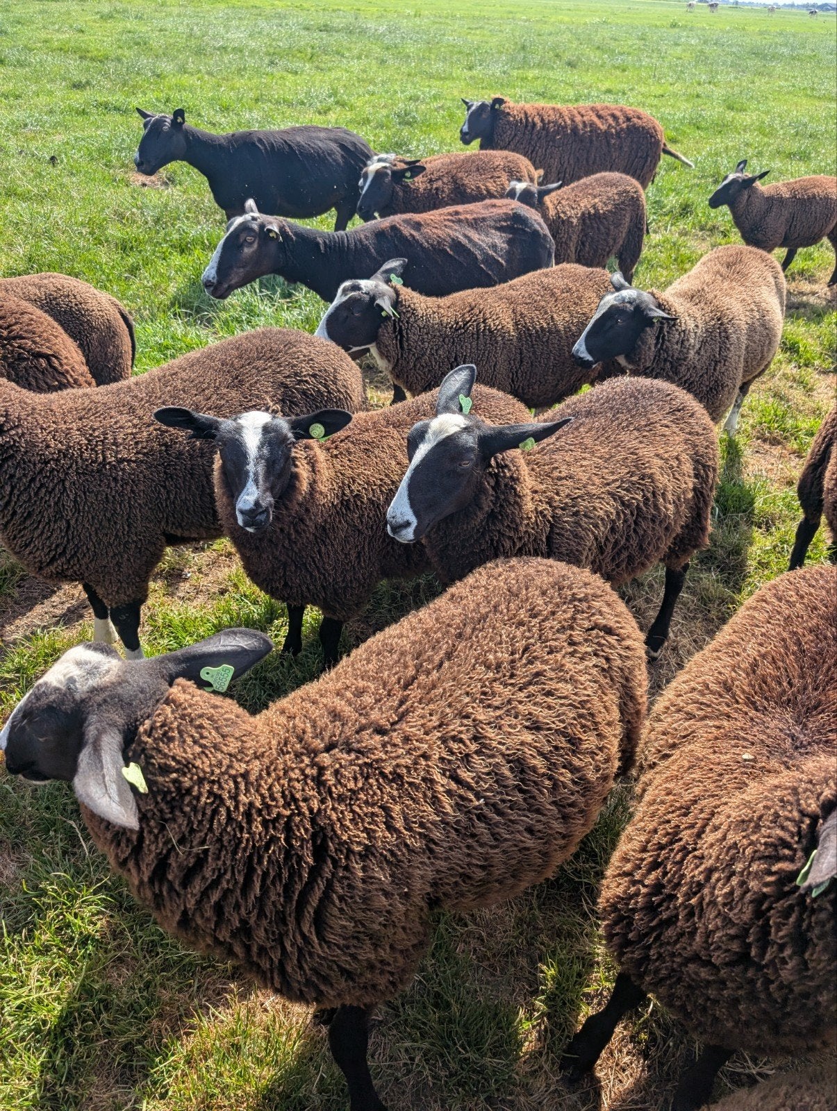 Zwartbles ooien en dekrammen te koop, Meerdere dieren, Schaap