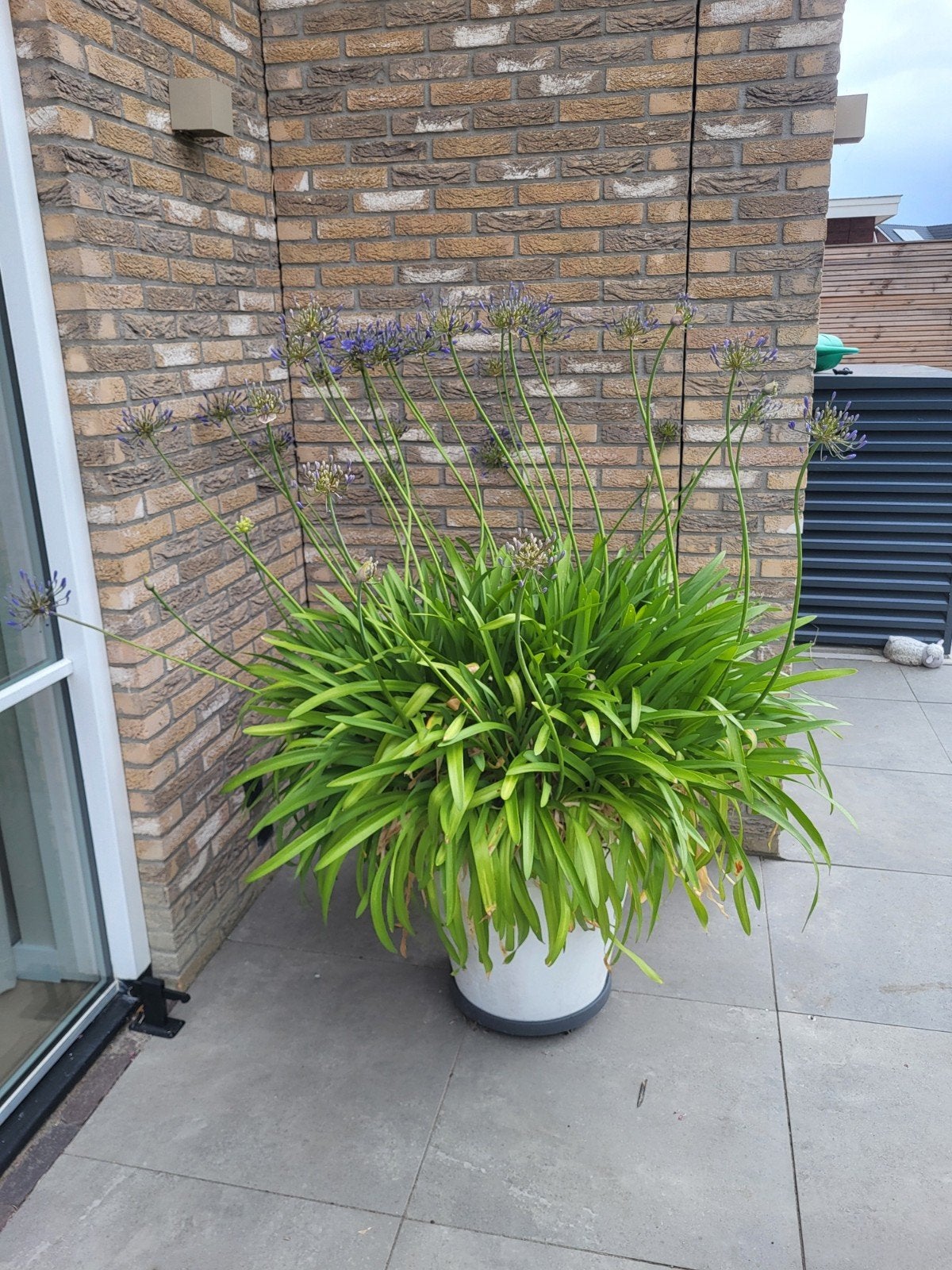 Agapanthus in pot - Afrikaanse lelie, Ophalen, Kunststof, Gebruikt, 100 cm of meer