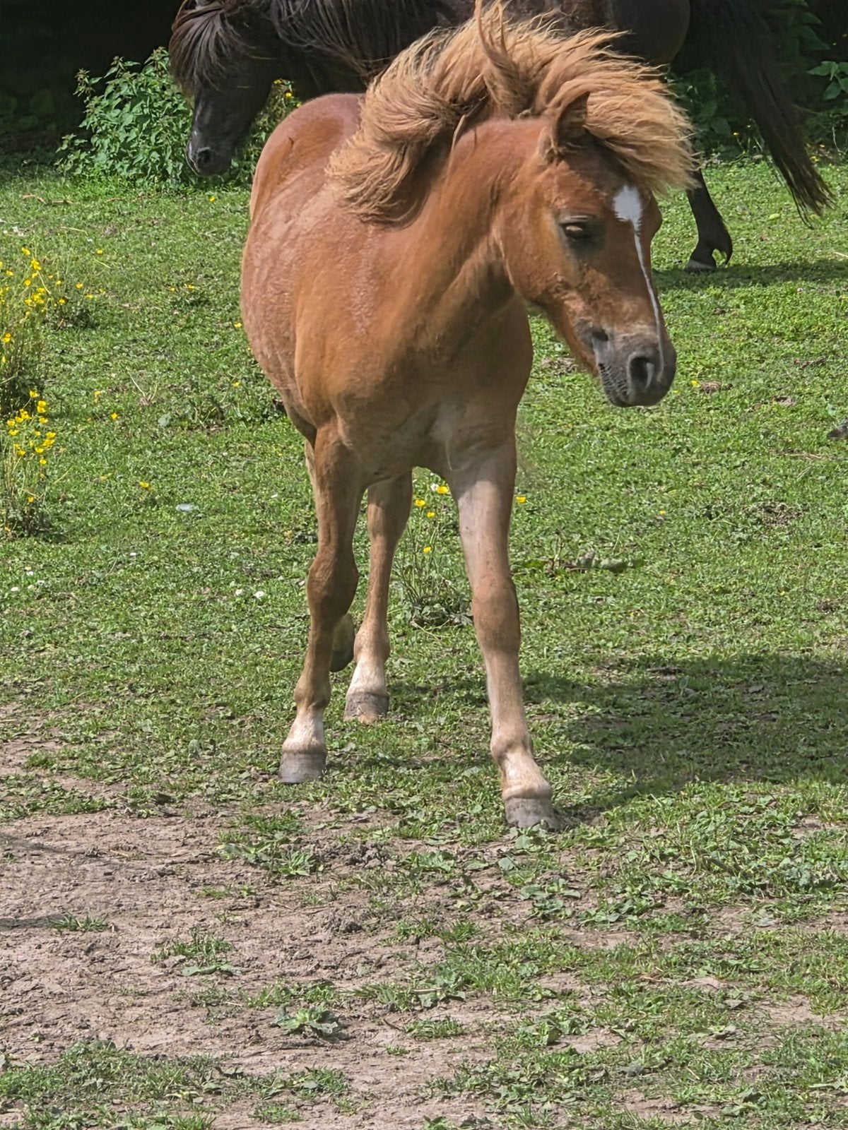 Mooie shetlander hengst veulen, Dieren en Toebehoren, Pony's, Hengst, Niet van toepassing, A pony (tot 1.17m), 0 tot 2 jaar