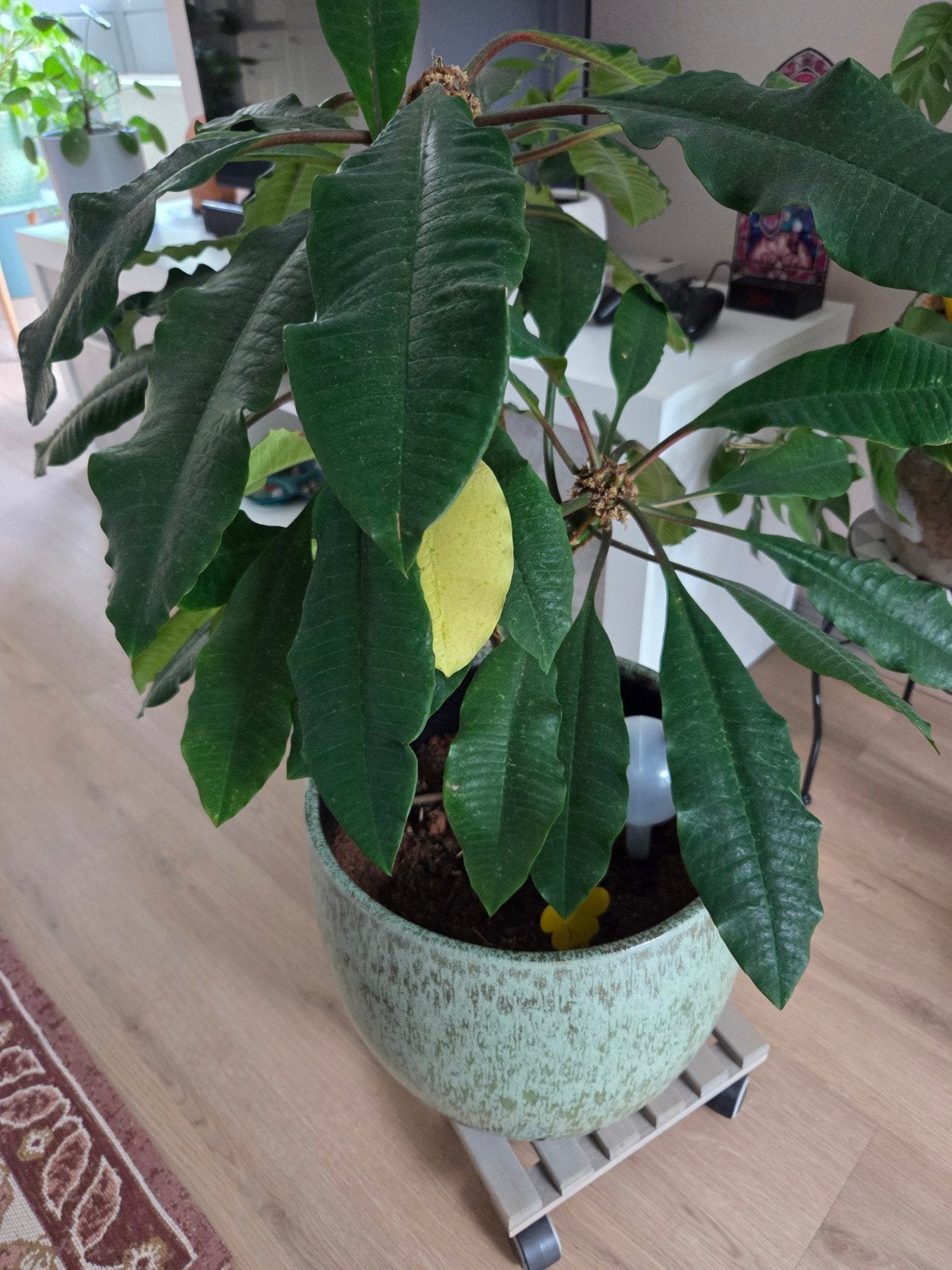 Madagascar Jewel, Huis en Inrichting, Kamerplanten, Ophalen, Overige soorten, Halfschaduw, Minder dan 100 cm