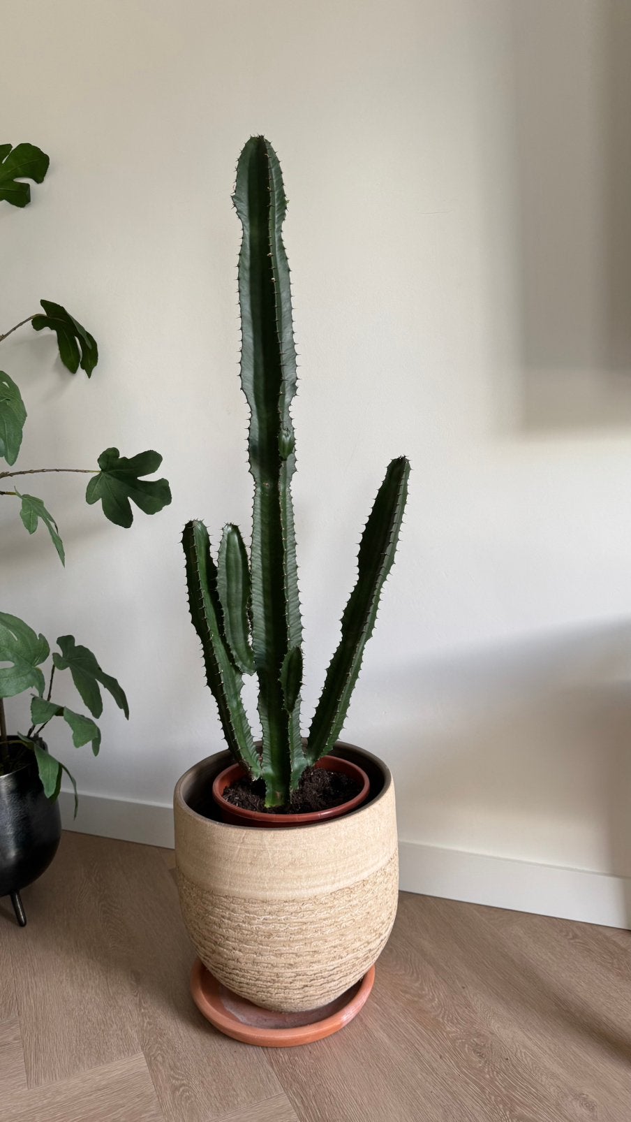 Grote Cactus 1,20 m hoog, Huis en Inrichting, Kamerplanten, Ophalen, Cactus, Volle zon, Minder dan 100 cm