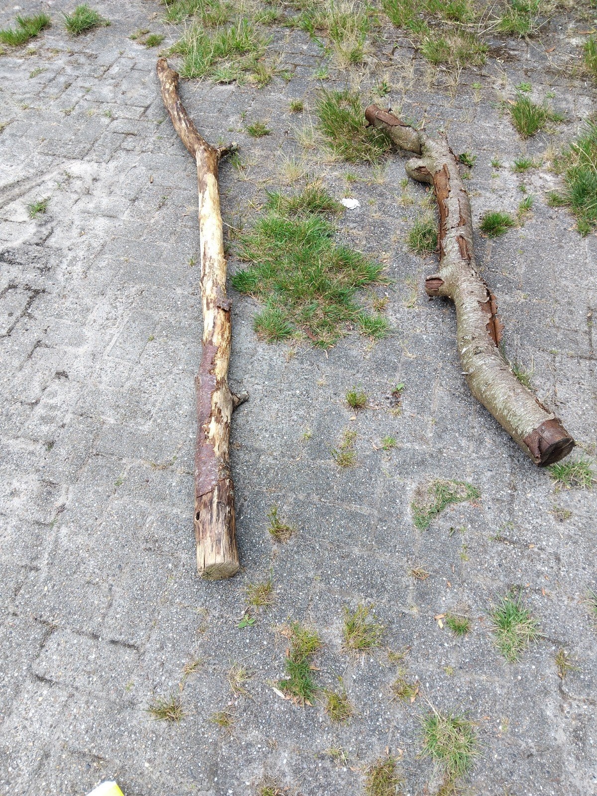 Boomstammen voor decoratie of brandhout, Minder dan 3 m³, Ophalen of Verzenden, Berkenhout, Stammen