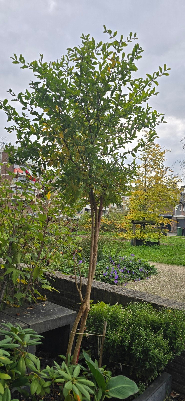 Winterharde Granaatappelboom - Prachtige Vruchten, Tuin en Terras, Overige soorten, 100 tot 250 cm, Zomer, Ophalen