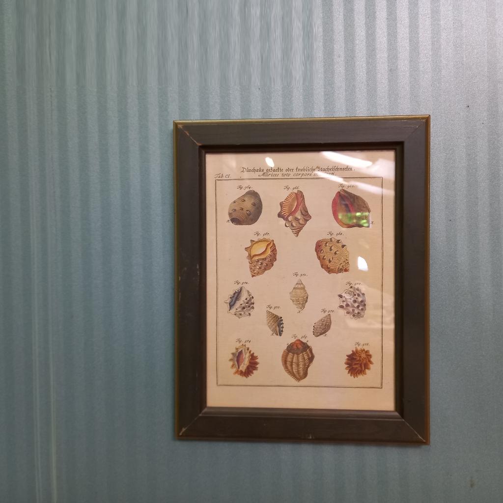 Vintage mini schoolposter over schelpen in lijst, Huis en Inrichting, Woonaccessoires | Wanddecoraties, Gebruikt, Achter glas