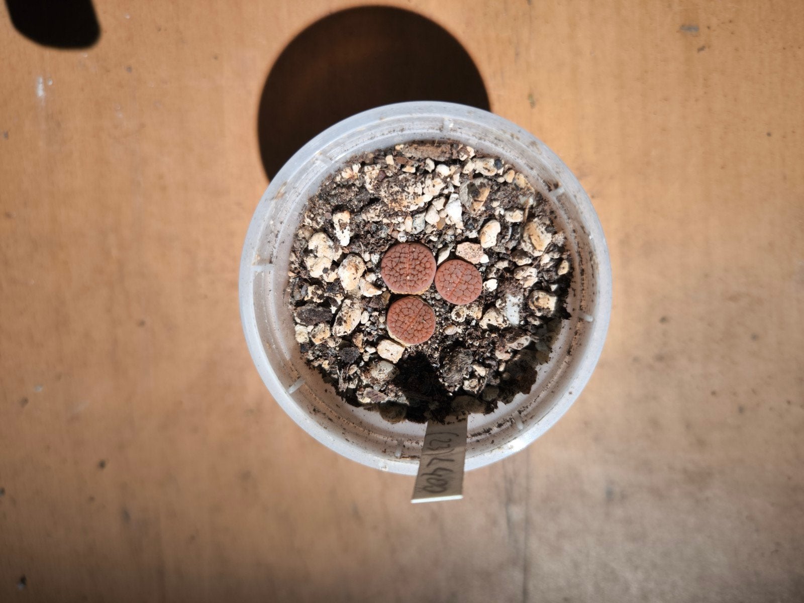 Lithops hookeri vermiculate C019 (gekweekt uit zaad), Vetplant, Ophalen of Verzenden, In pot, Minder dan 100 cm