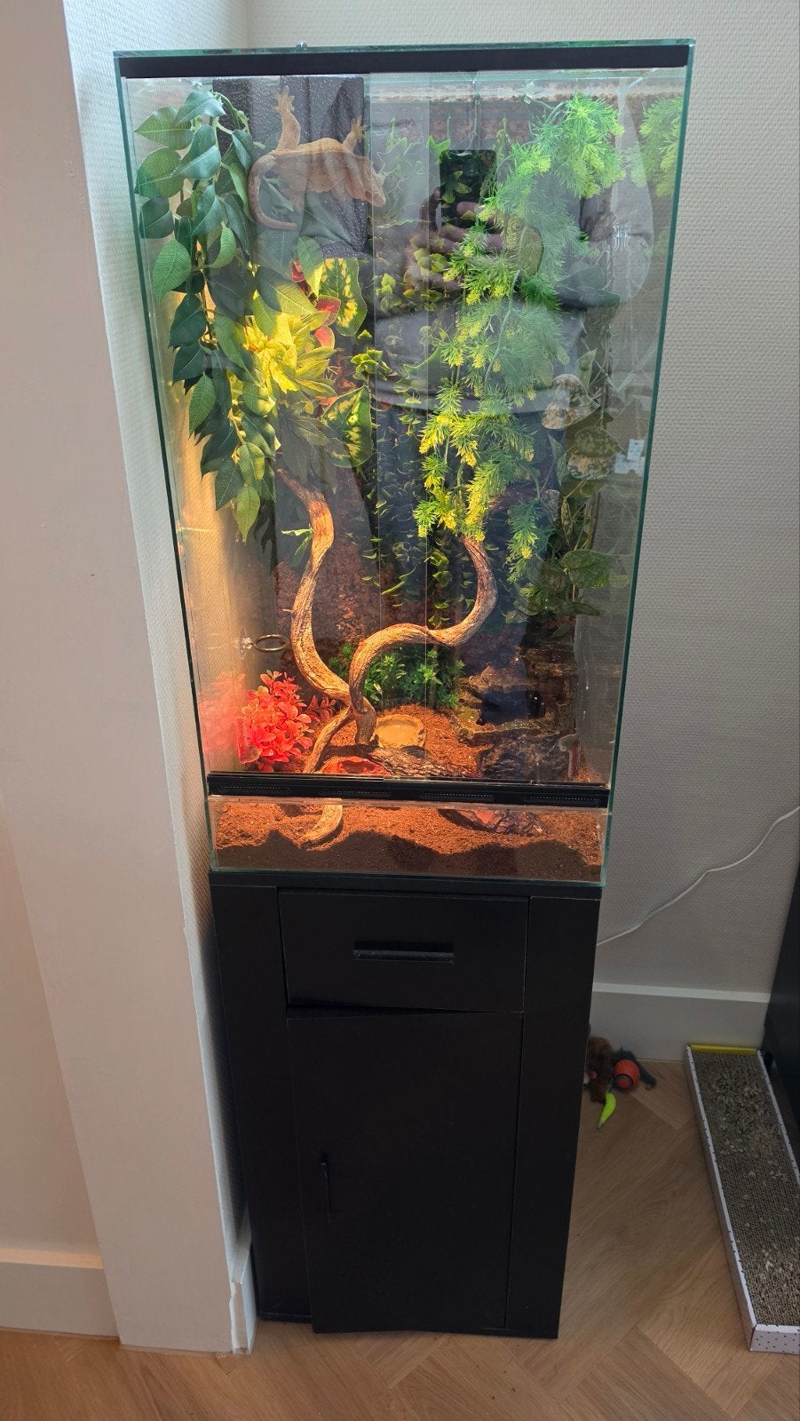 Wimpergekko's met terrarium, Dieren en Toebehoren, Met terrarium, 3 tot 6 jaar