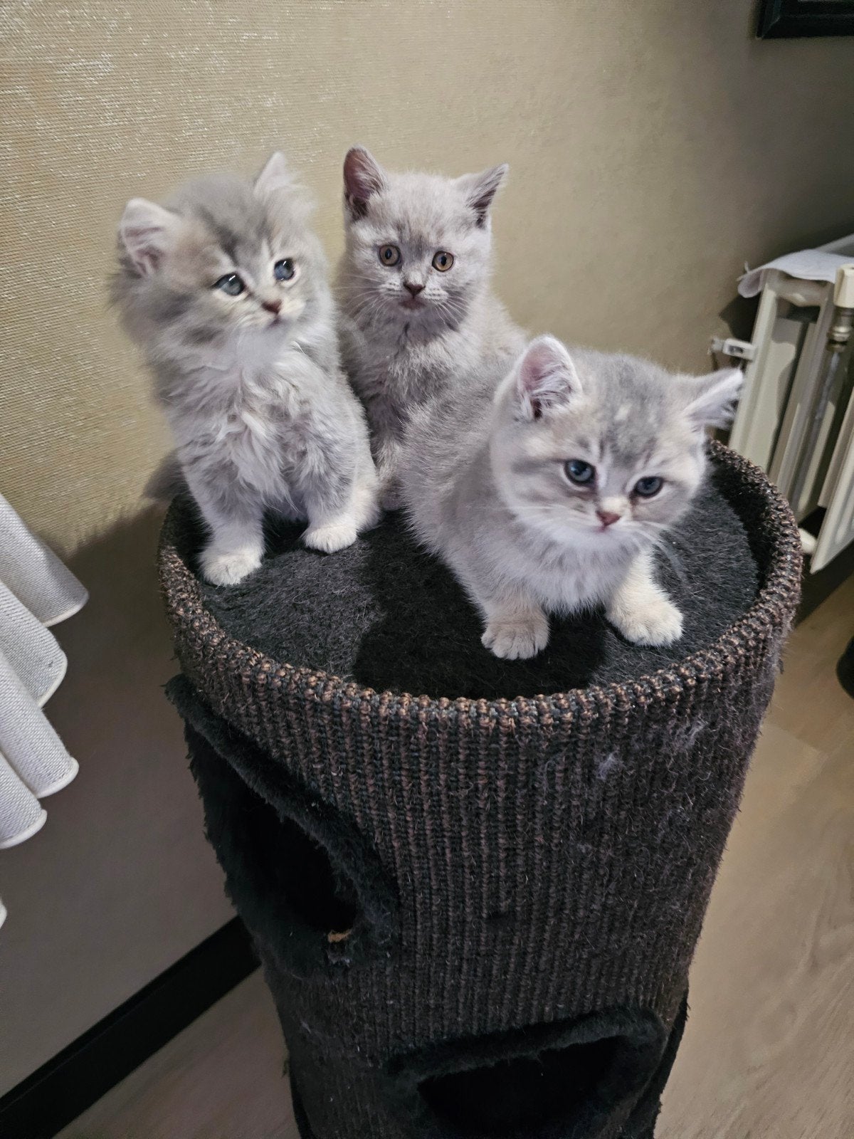 100% raszuivere Britse Korthaar kittens, Dieren en Toebehoren, Poes, Gechipt, 0 tot 2 jaar