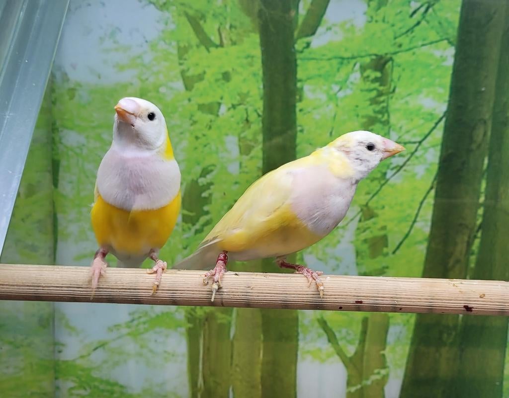 Gouldamadines geel mutatie en koudkweek 2025 en geringd., Meerdere dieren