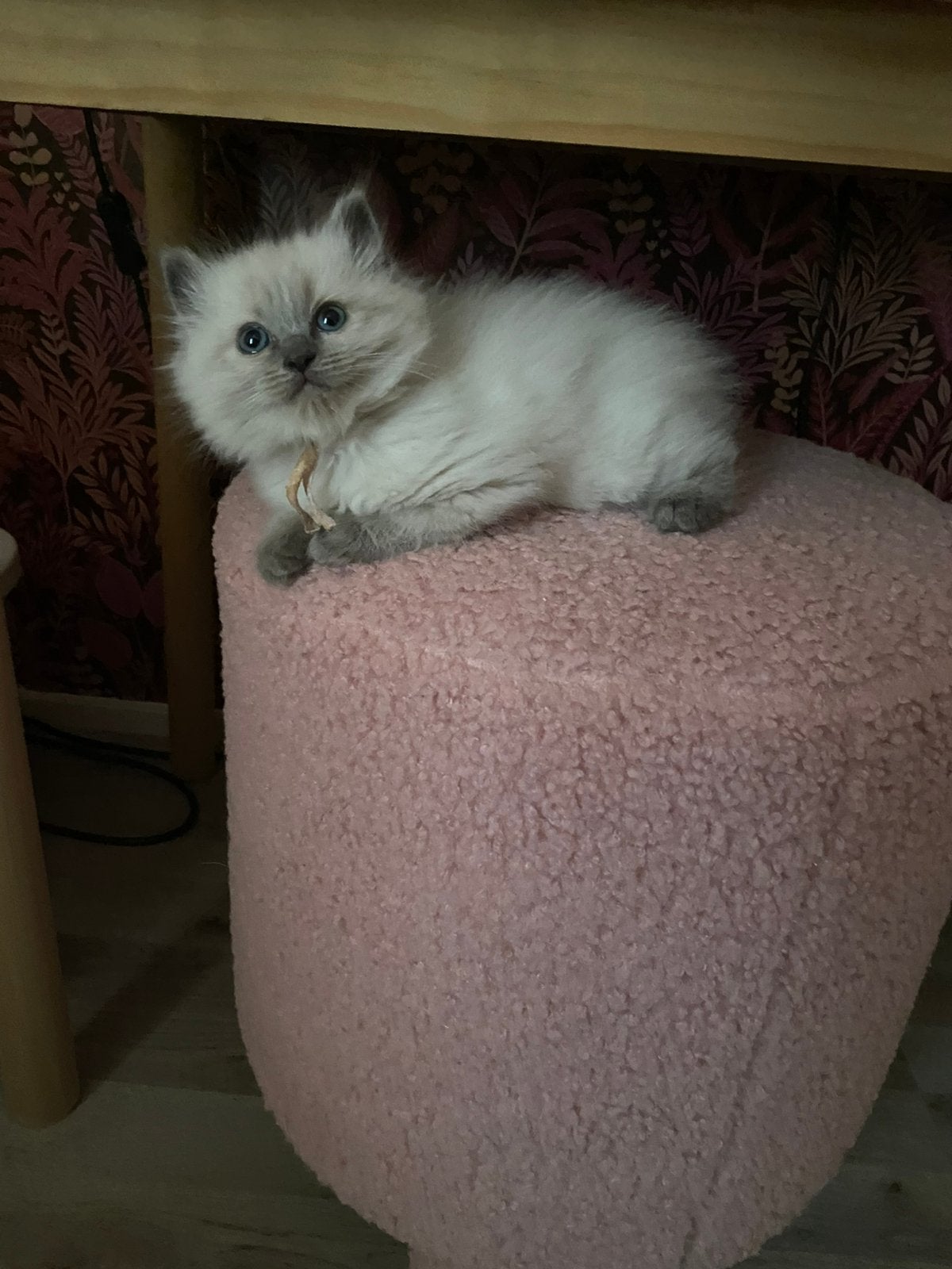 Ragdoll kitten meisje, Dieren en Toebehoren, Poes, Ontwormd, 0 tot 2 jaar