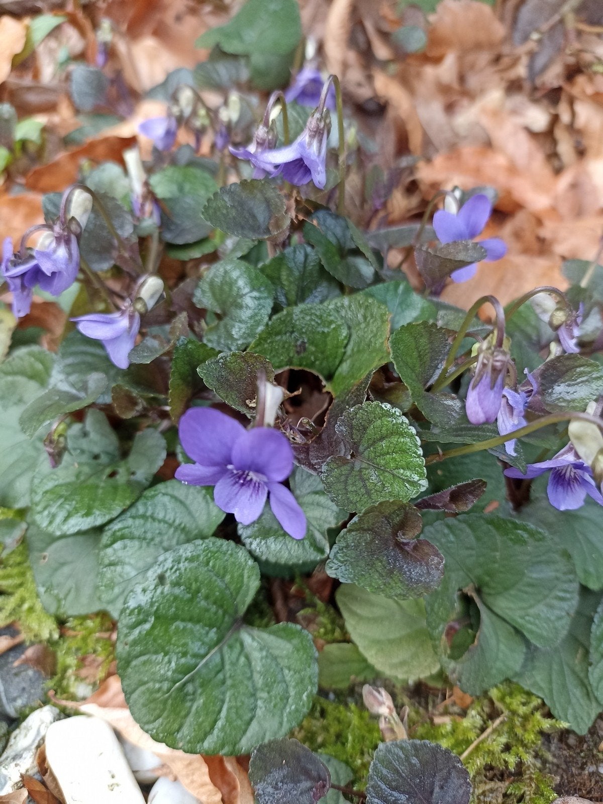 Viooltjes - Charmante Bodembedekkers voor uw Tuin, Bodembedekkers, Vaste plant, Ophalen of Verzenden, Halfschaduw
