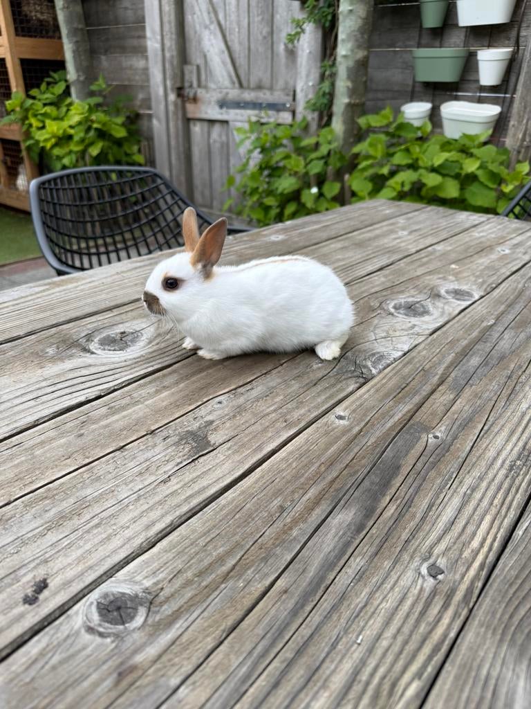 Lotharingerdwerg ram, Mannelijk, Groot, 0 tot 2 jaar