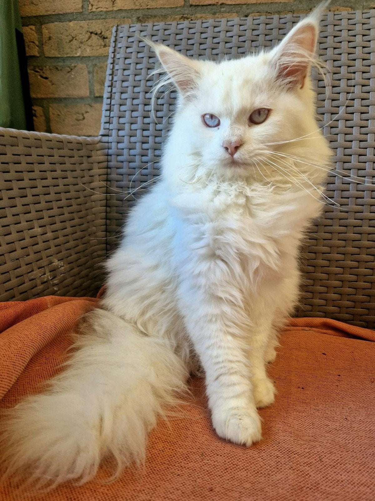 Maine Coon kittens zoeken een liefdevol en blijvend thuis, Meerdere dieren, Ontwormd