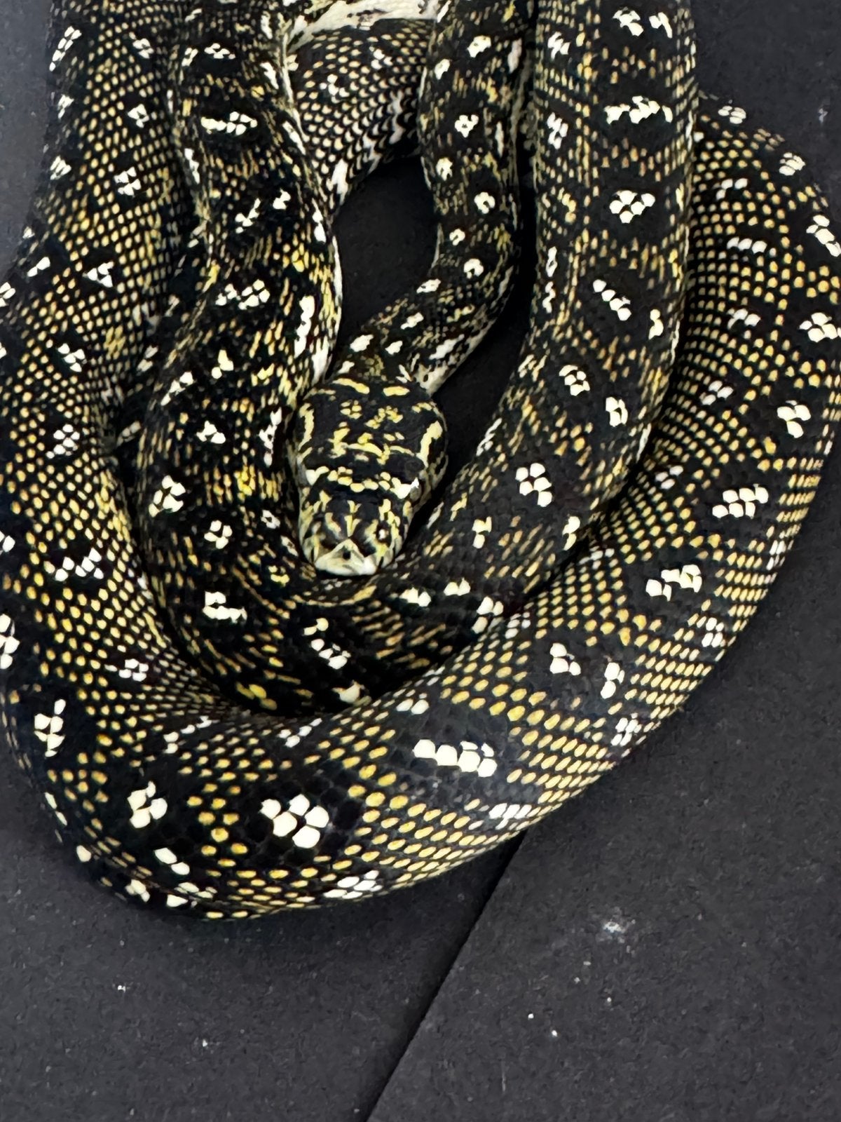 0.1 Diamantpython nk 2024, Slang, 0 tot 2 jaar