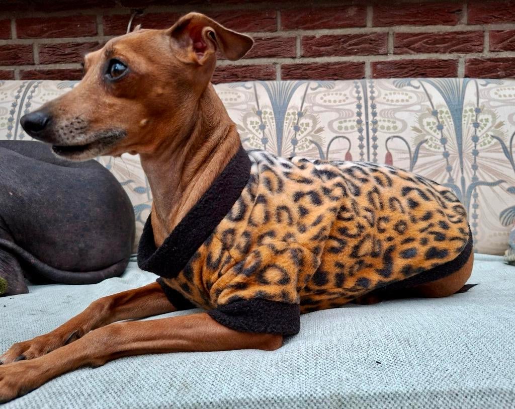 HANDMADE Hondentrui Xolo Italiaanse Windhond Pup Naakthond, Ophalen of Verzenden, Nieuw, Hondentrui