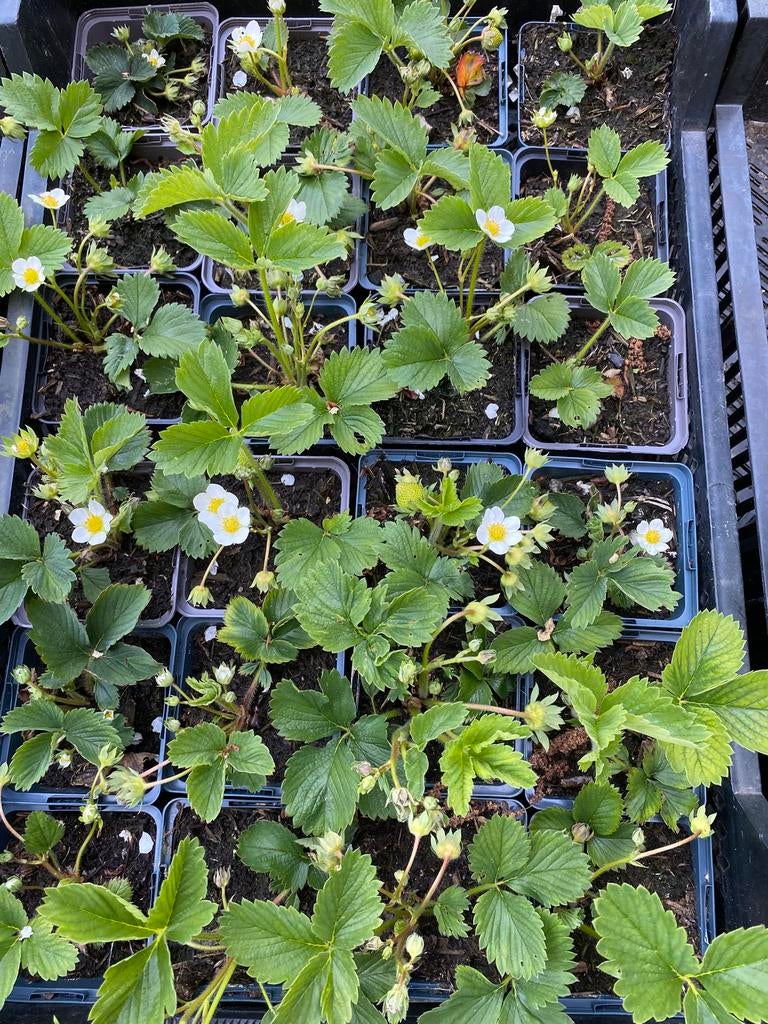 Aardbeienplantjes, Ophalen, Volle zon