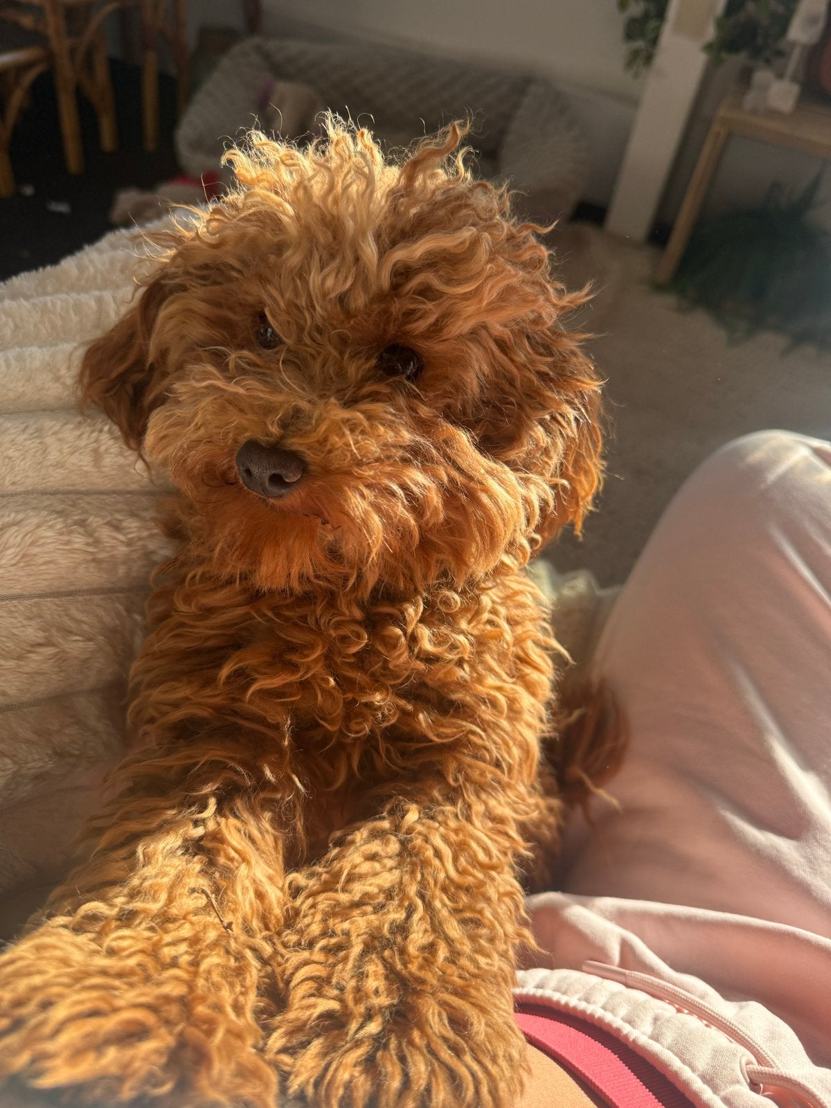 Nieuw thuis gezocht toypoedel, Poedel, 15 weken tot 1 jaar, Teef, Parvo
