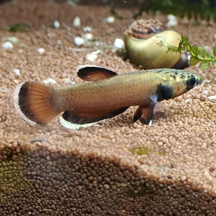 Betta Albimarginata, Vis