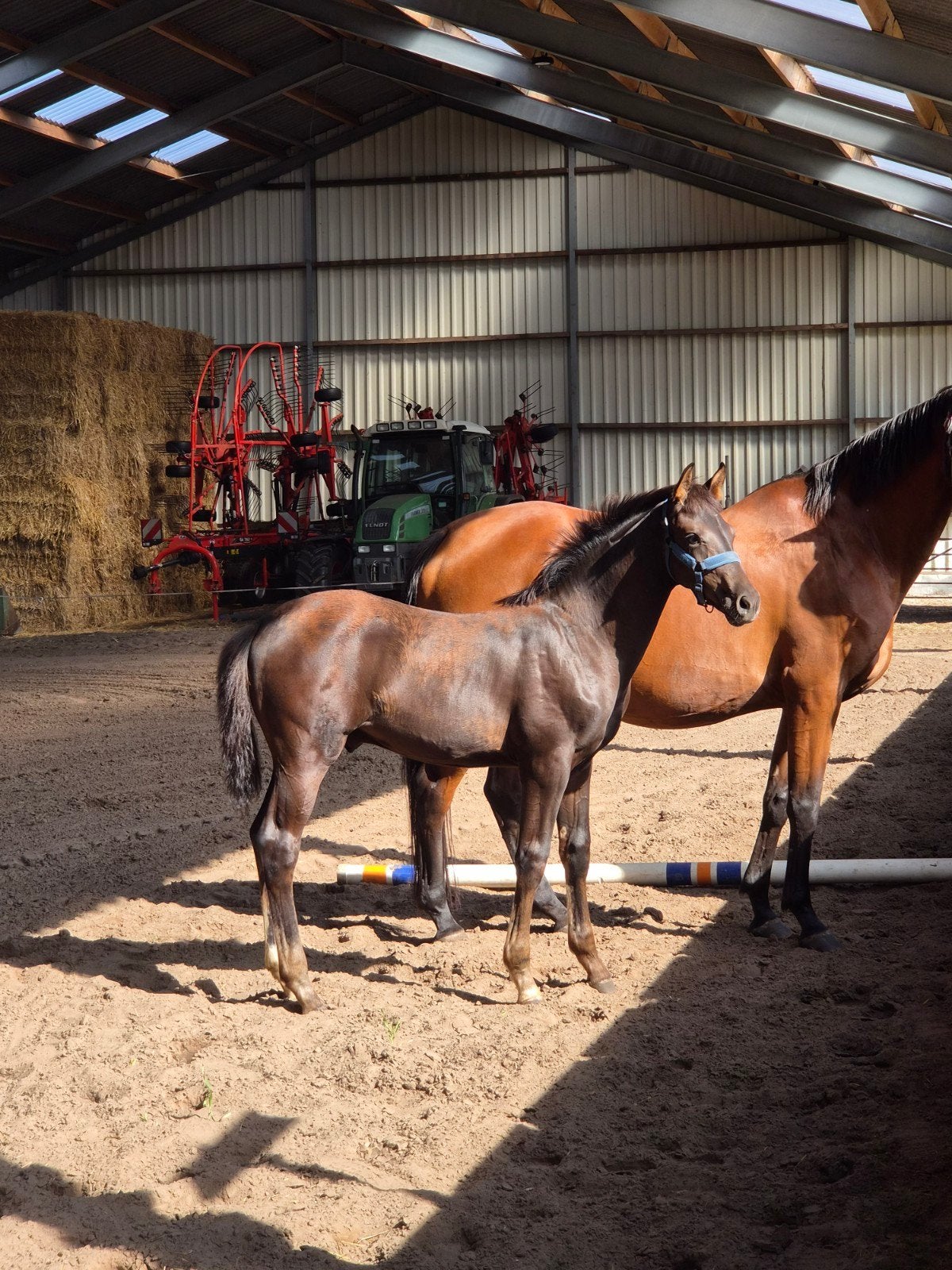 Super knap hengst veulen, Hengst, Minder dan 160 cm, Dressuurpaard, 0 tot 2 jaar