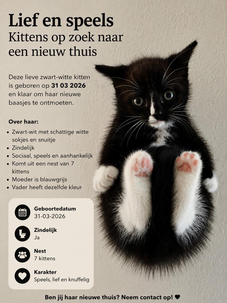 Kittens Zwart Wit, Dieren en Toebehoren, Katten en Kittens | Overige Katten, Meerdere dieren