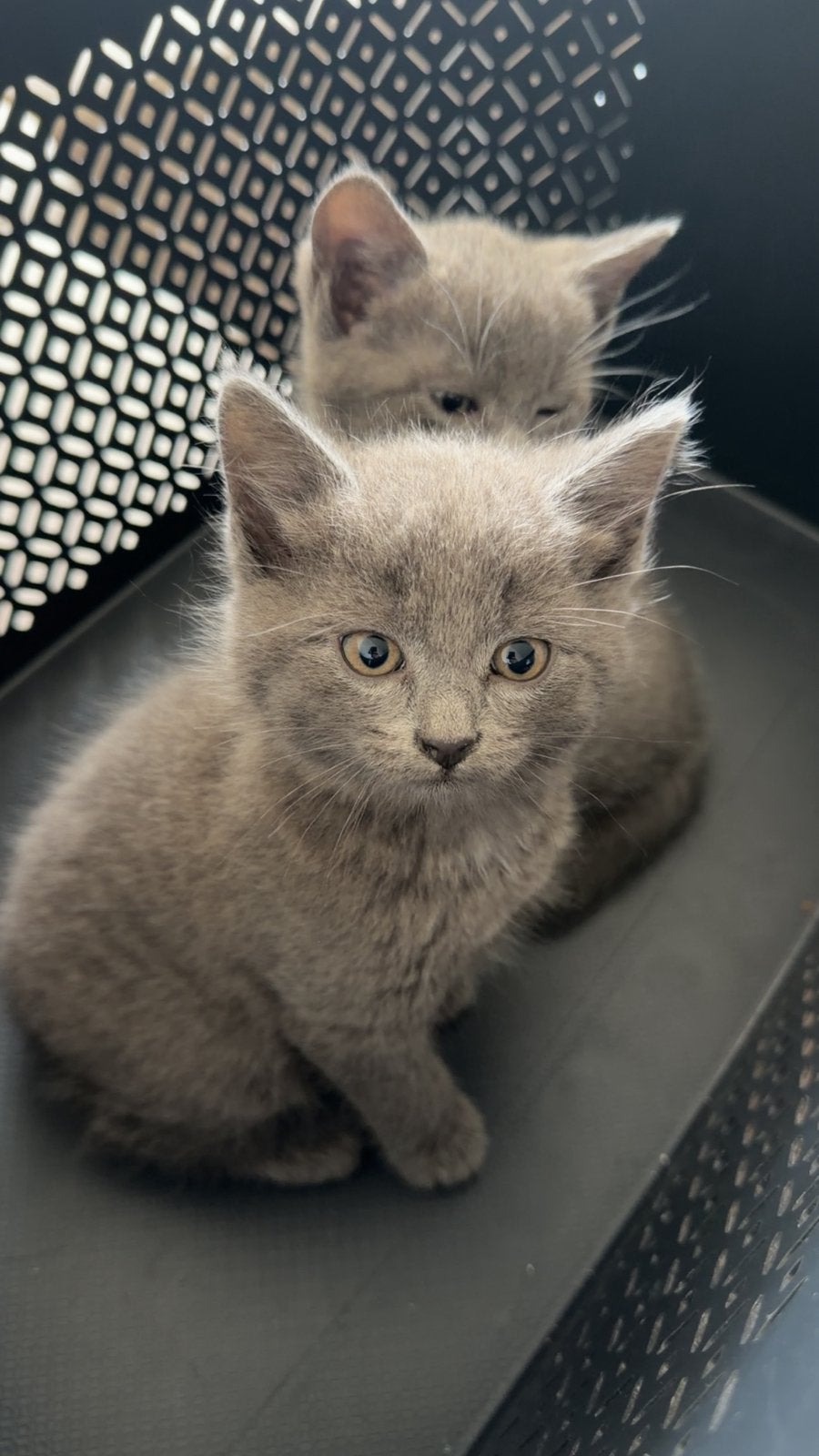 Kittens britsekorthaar, Dieren en Toebehoren, Kater, Kortharig, 0 tot 2 jaar