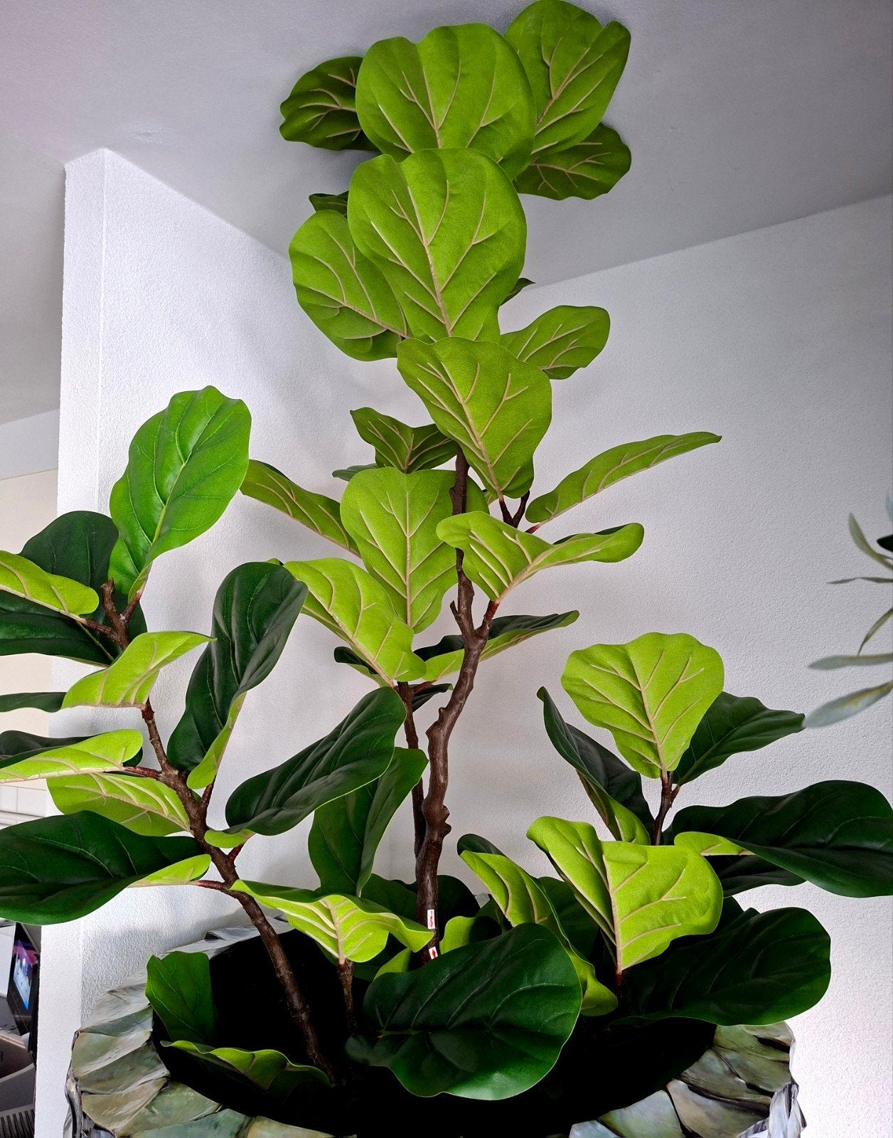 NIEUW GROTE KUNST FICUS 185CM BOOM/PLANT ERIC ERIK KUSTER, Huis en Inrichting, Ophalen, Nieuw