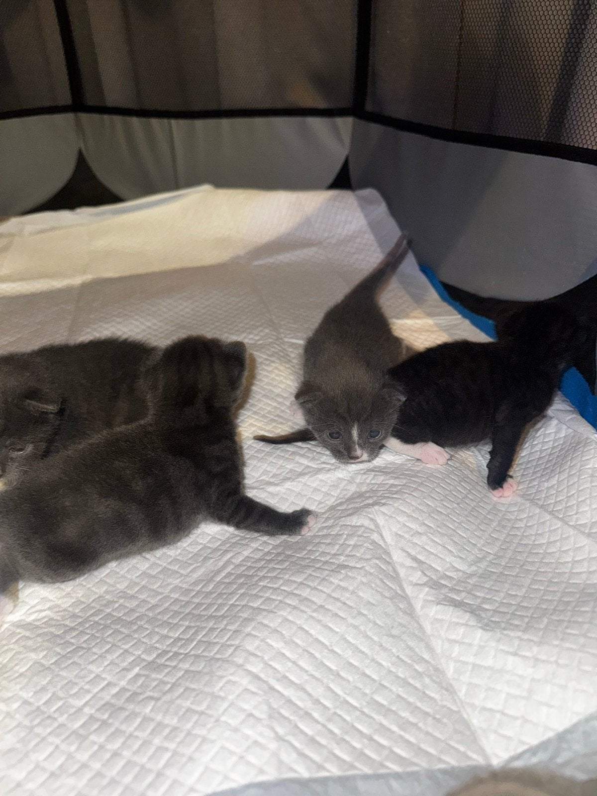 Kittens, Dieren en Toebehoren, Meerdere dieren