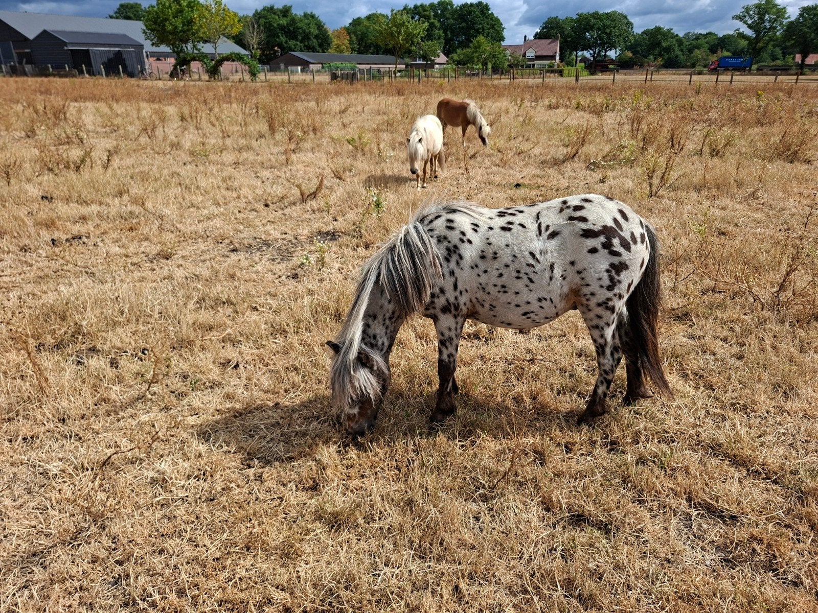 Een prachtige appaloosa hengst, Dieren en Toebehoren, Pony's, 0 tot 2 jaar, Hengst, A pony (tot 1.17m), Gechipt