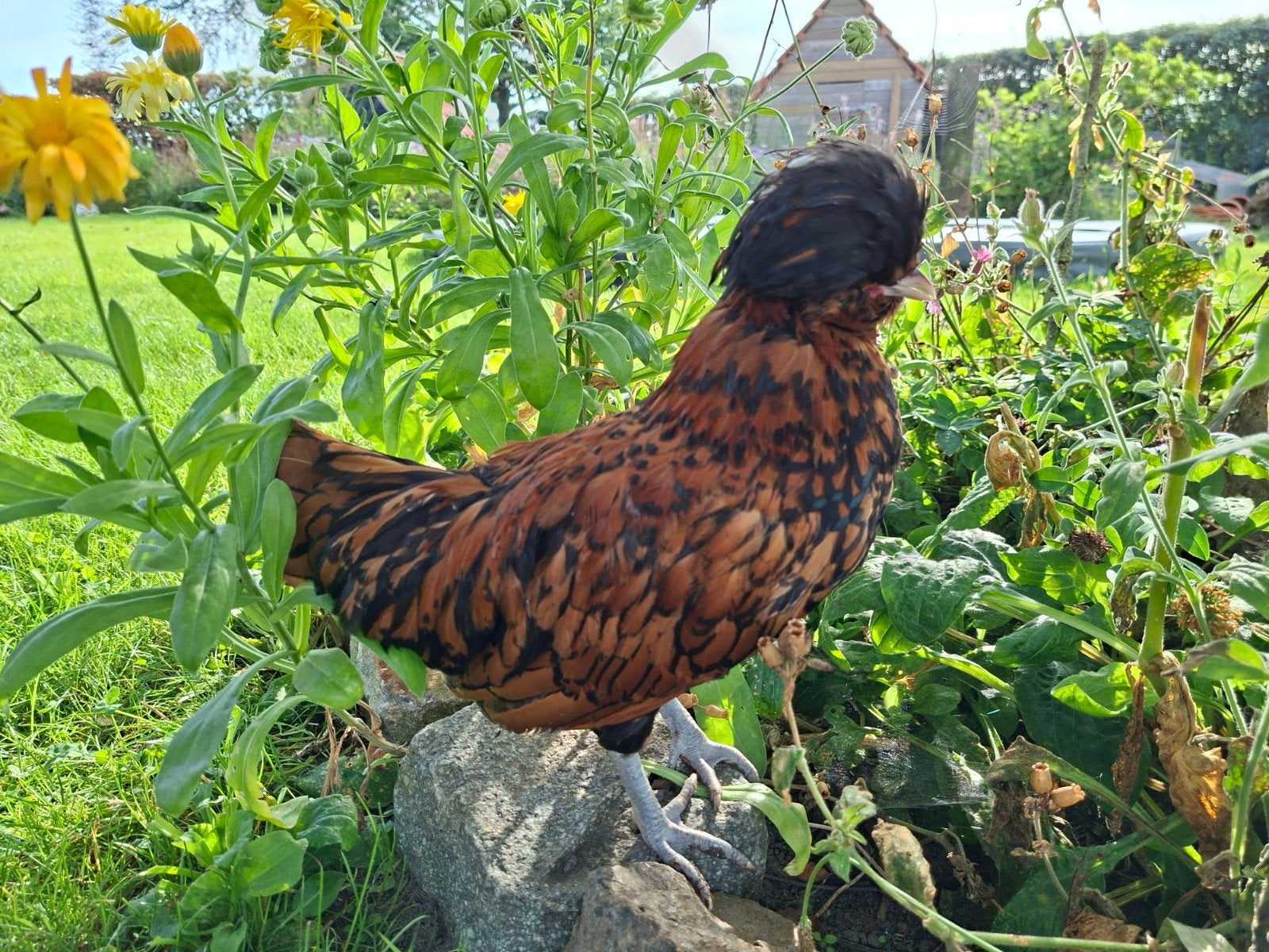 Baardkuifhoen goudgezoomd kriel Padua krul, Meerdere dieren, Kip