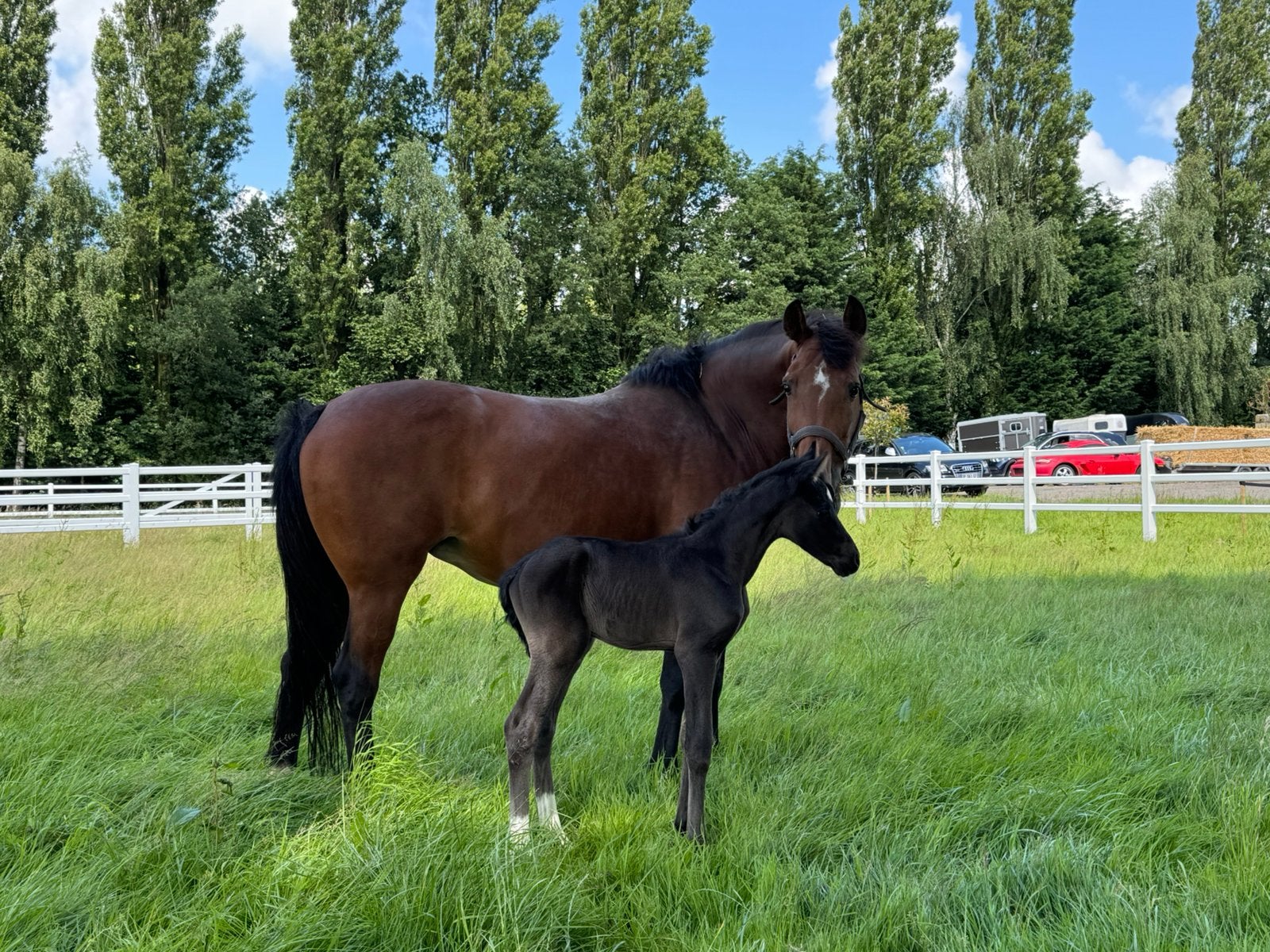 Stalhulp gezocht Zuidoostbeemster, Dieren en Toebehoren