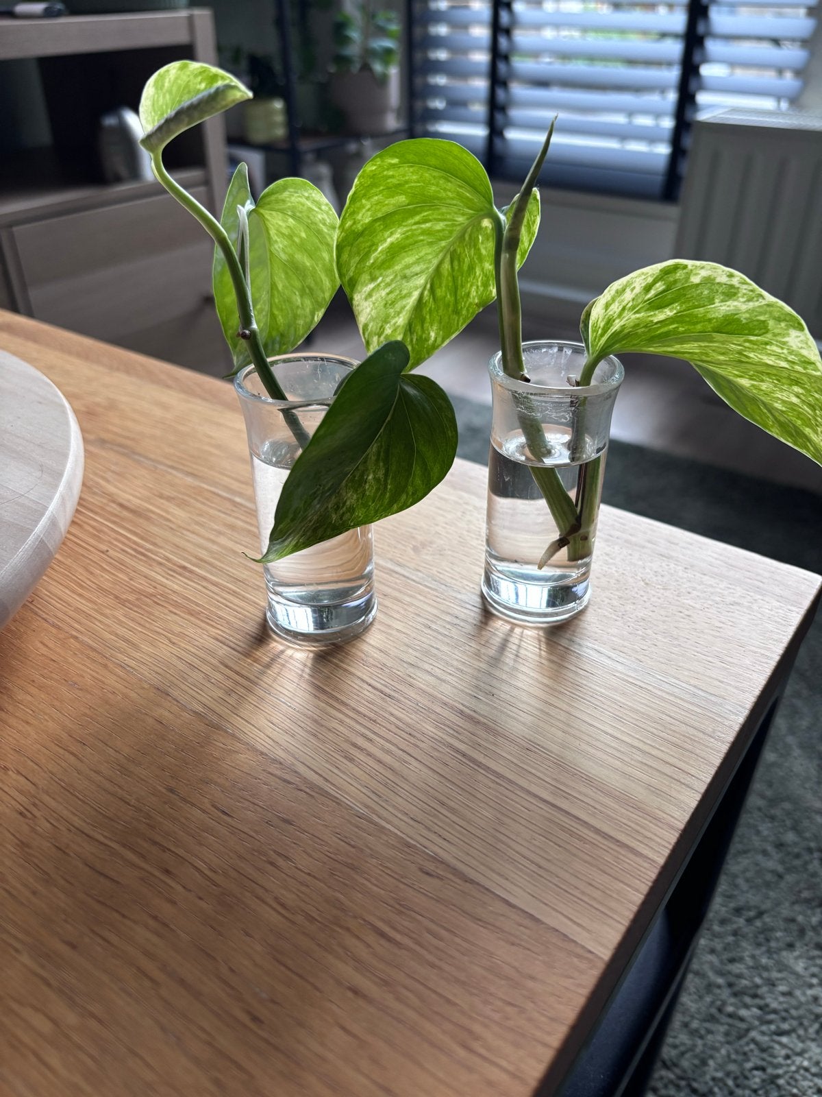 Gevlekte Pothos stekjes (Epipremnum Aureum), Vaste plant, Bloeit niet, Halfschaduw, Ophalen