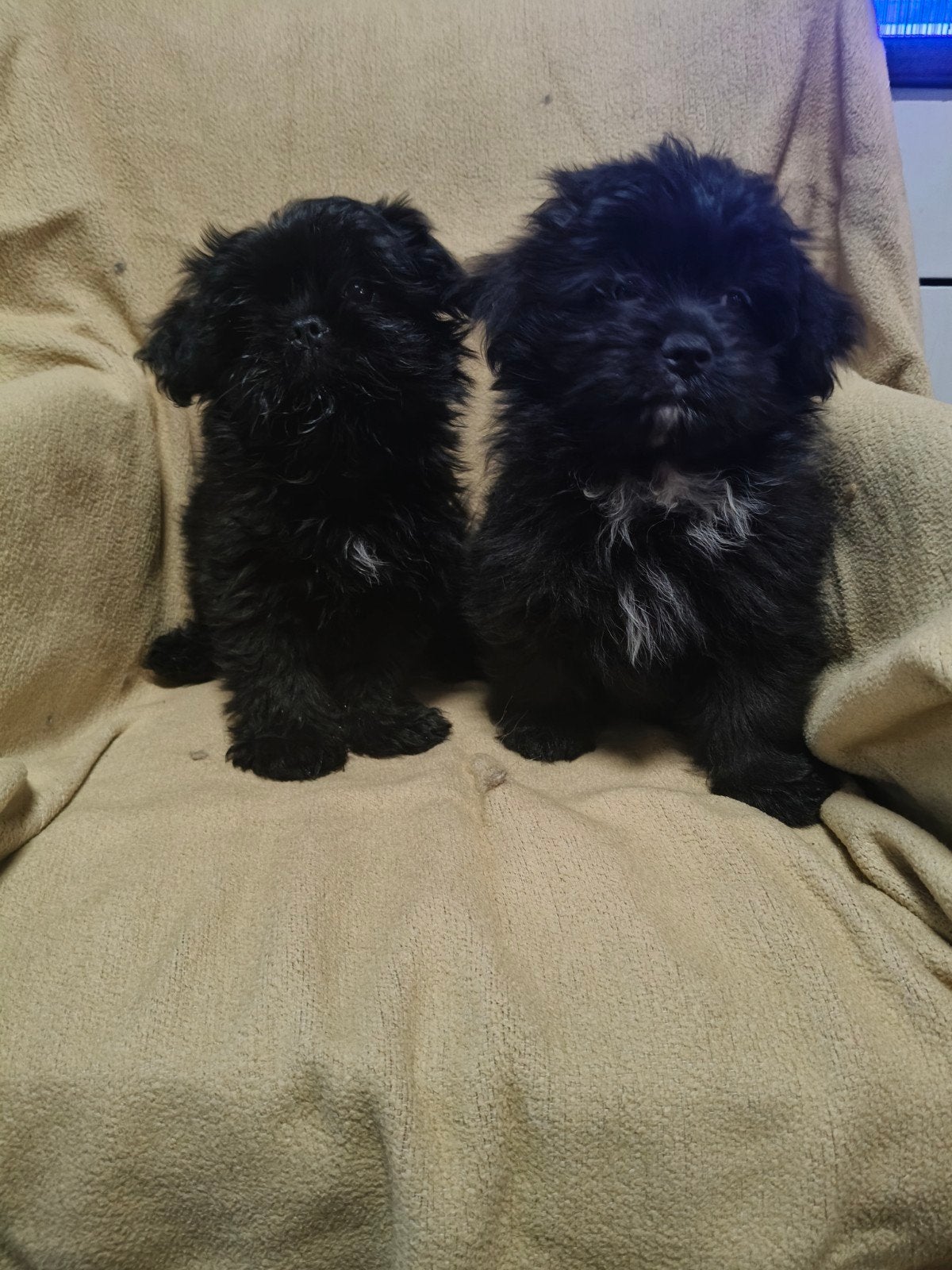 Te koop Boomer Pomeriaan pups, Dieren en Toebehoren, Overige rassen, Meerdere, Meerdere dieren, Nederland