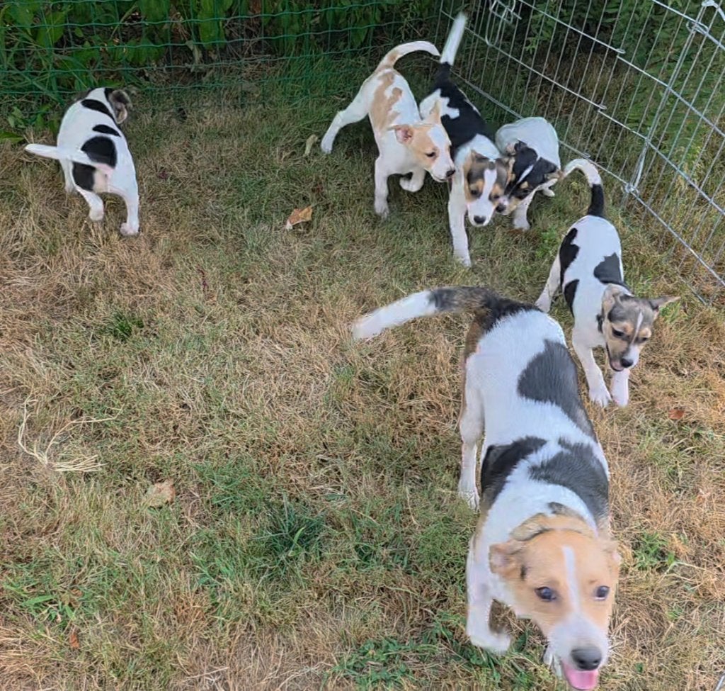 Driekleur boerenfox pups   3 teefjes, Dieren en Toebehoren, Parvo, 8 tot 15 weken, Meerdere, Meerdere dieren